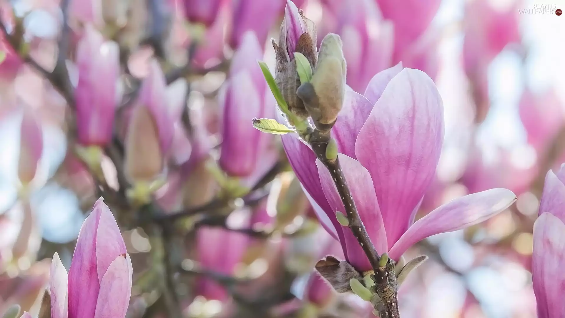 Flowers, Magnolia, Twigs, Pink