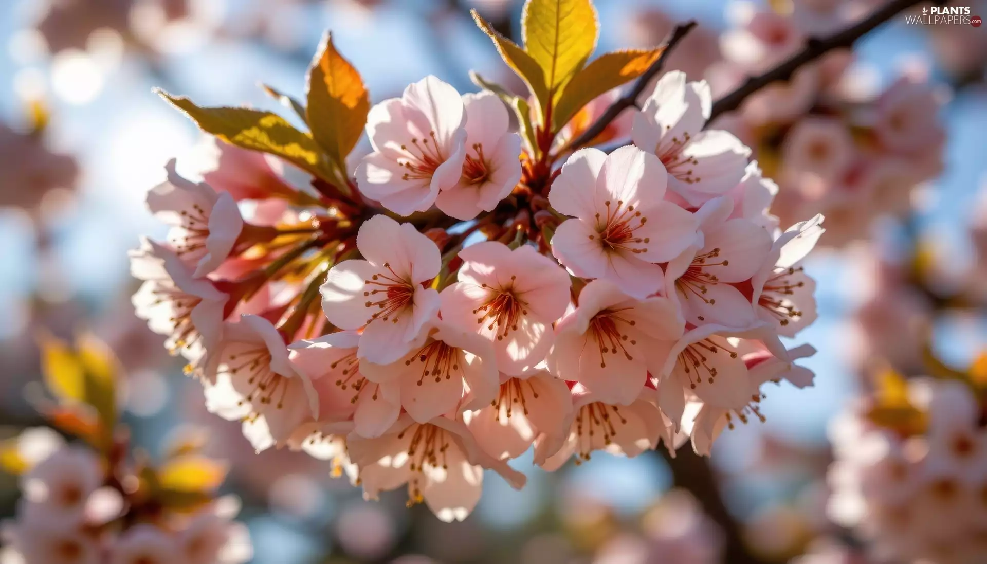 Flowers, twig, Fruit Tree, cherry, leaves, Light pink