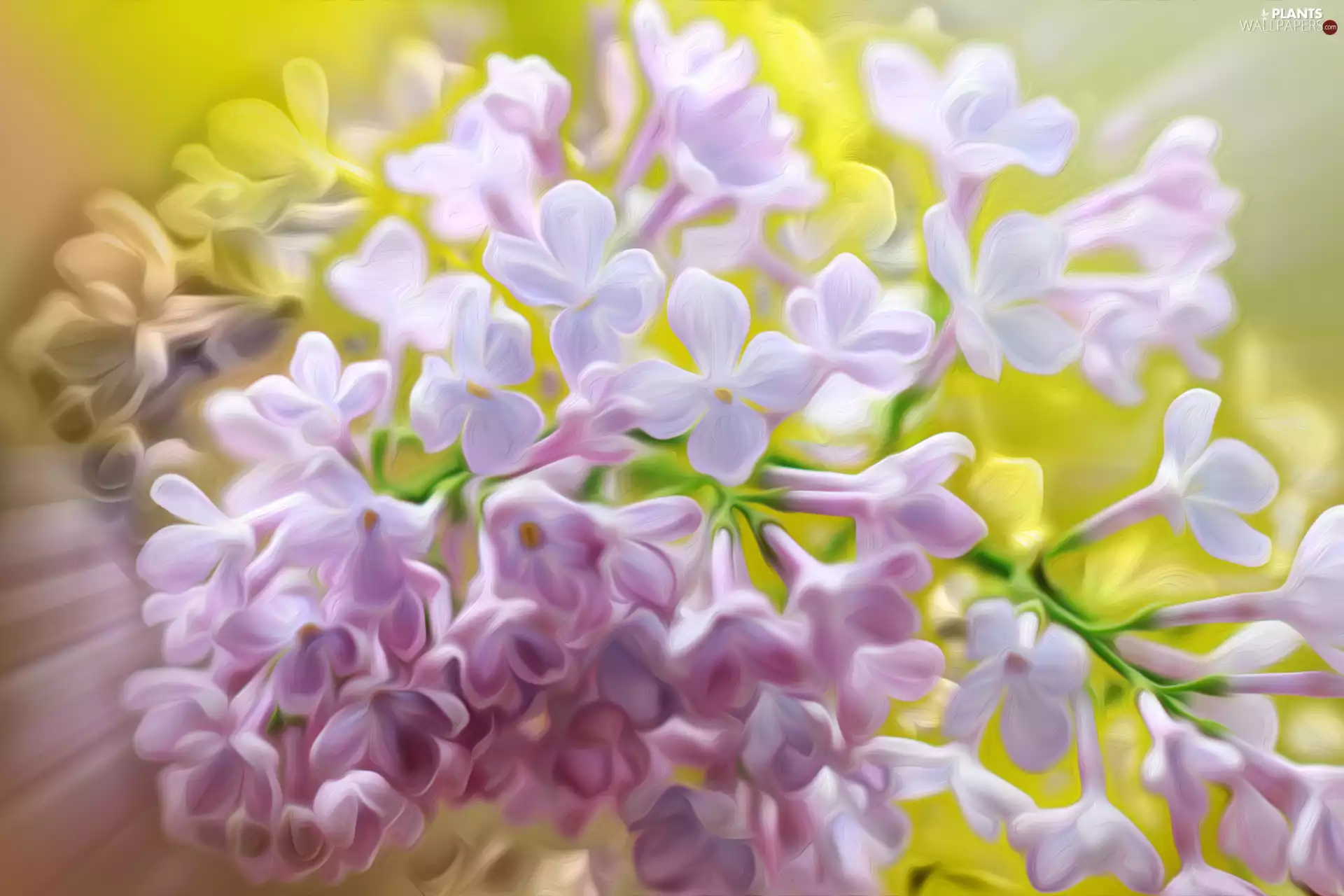 Light Pink, graphics, Flowers, without