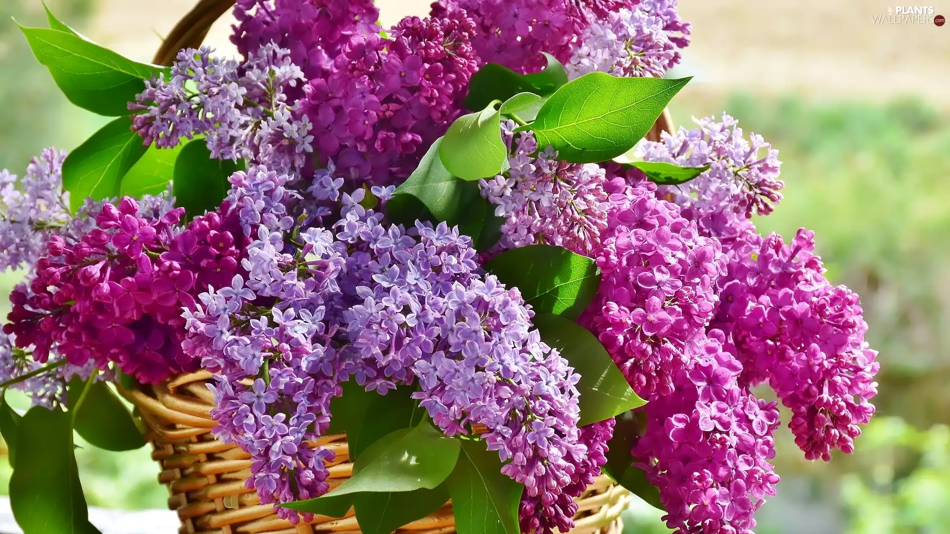 purple, without, Leaf, Pink, flower, Flowers, basket