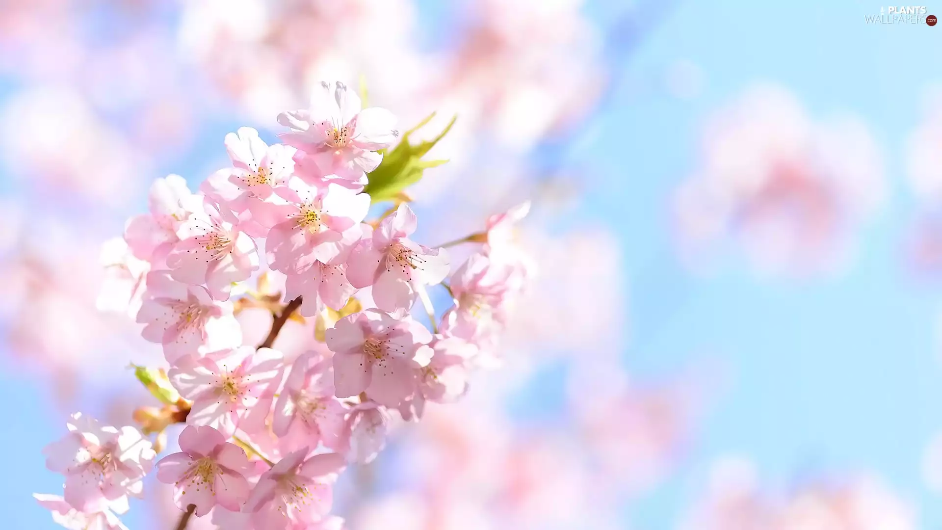 Fruit Tree, Light pink, Flowers, Japanese Cherry
