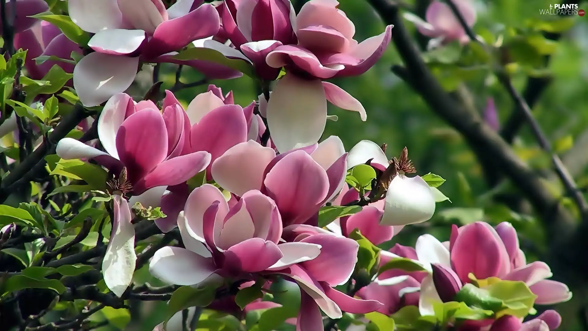 Pink, Magnolia