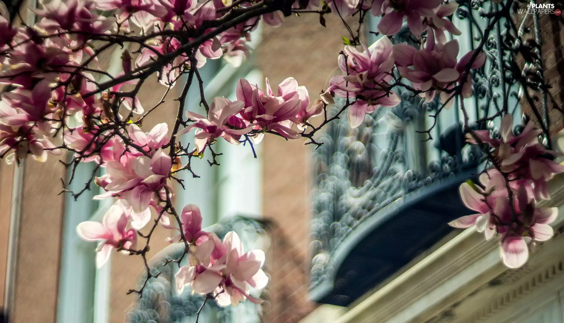 branch pics, pale pink, Flowers, Magnolia