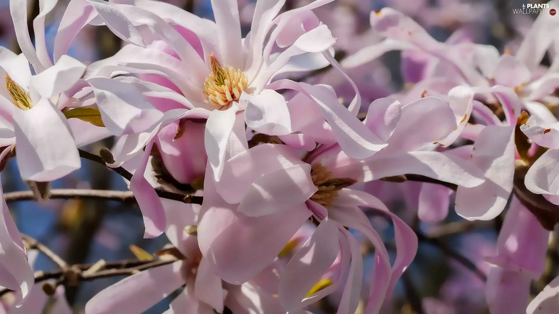 Magnolia, flakes, twig, Pink