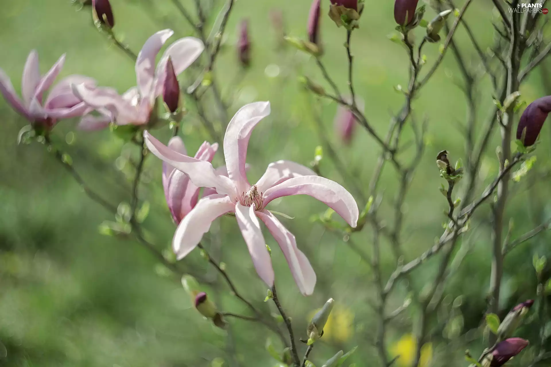 Magnolia, Flowers, Twigs, Pink