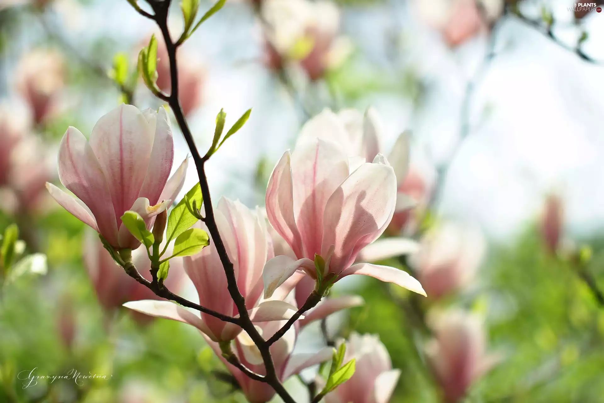 Magnolias, Flowers, Bush, Pink