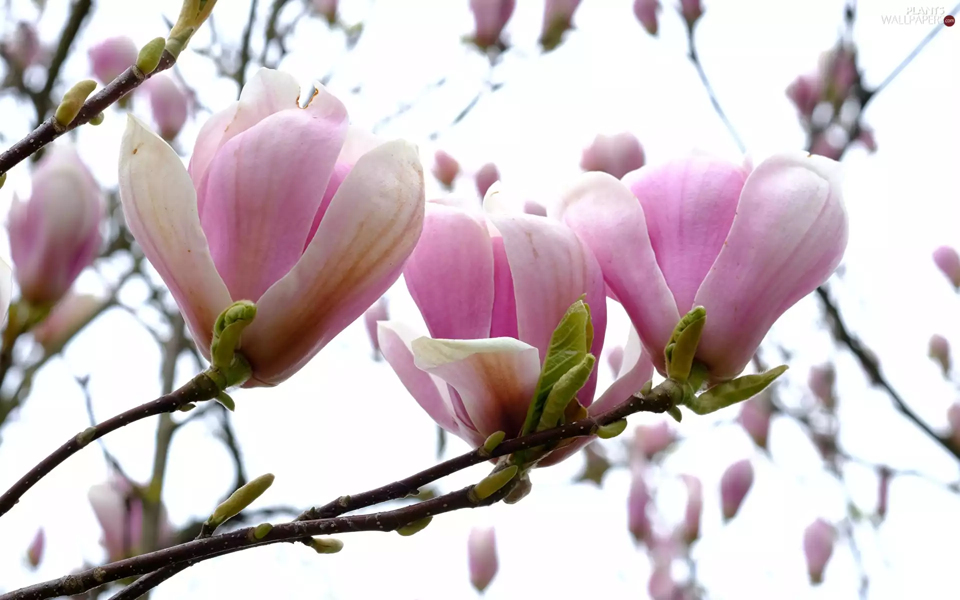 Magnolias, Flowers, Twigs, Pink