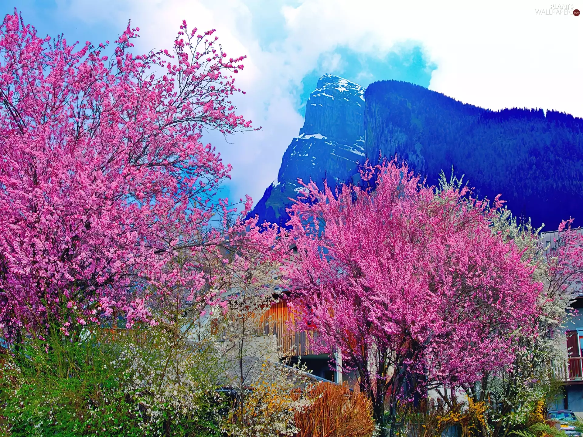 Mountains, trees, viewes, Pink