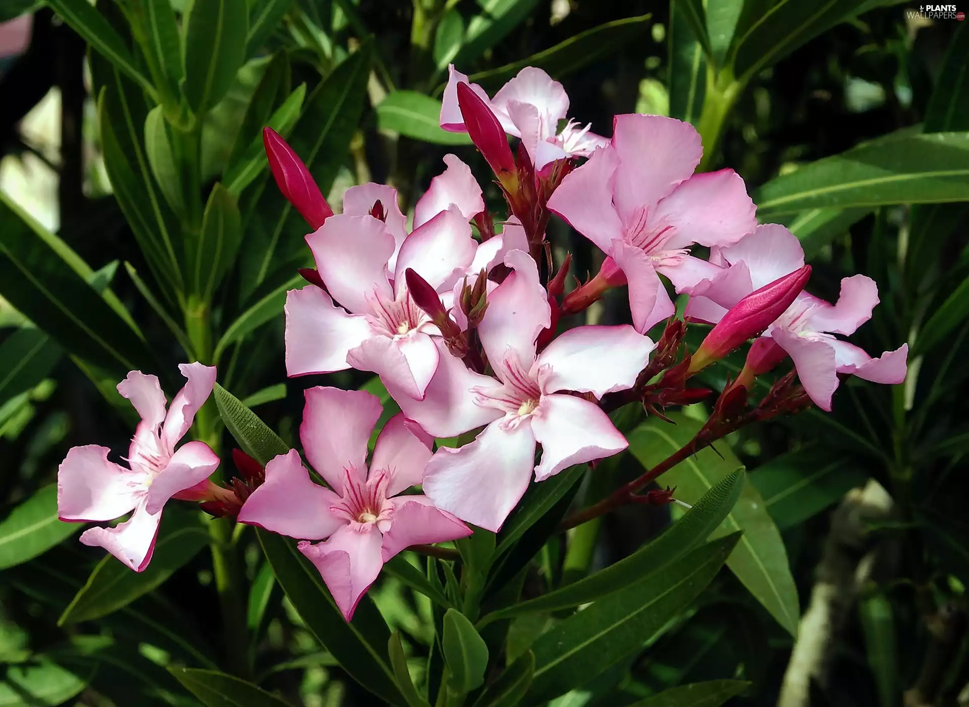 Pink, oleander