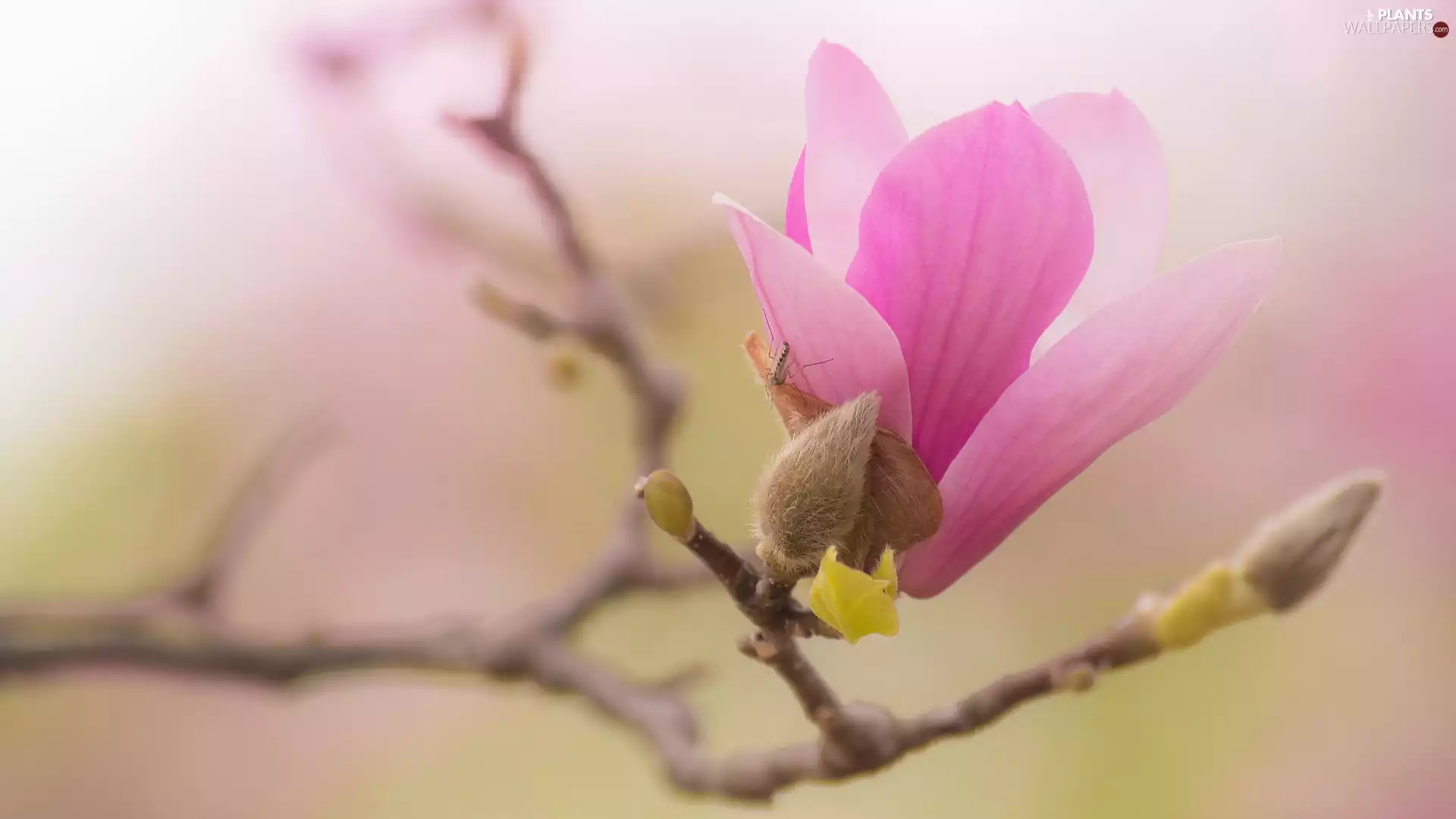 Buds, Magnolia, Pale pink, Colourfull Flowers, branch