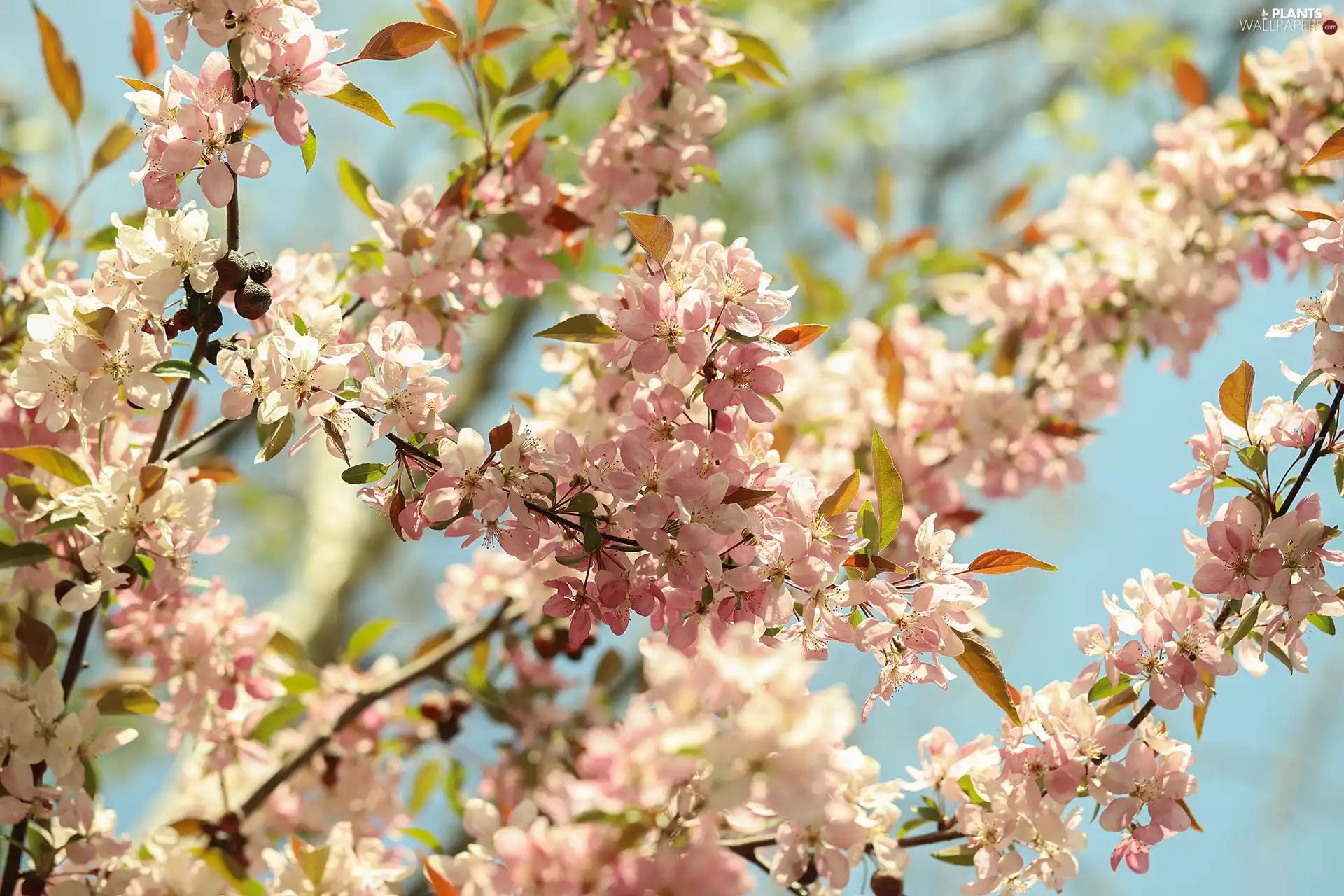 Fruit Tree, Paradise Apple tree, Twigs, Flowers, Pink