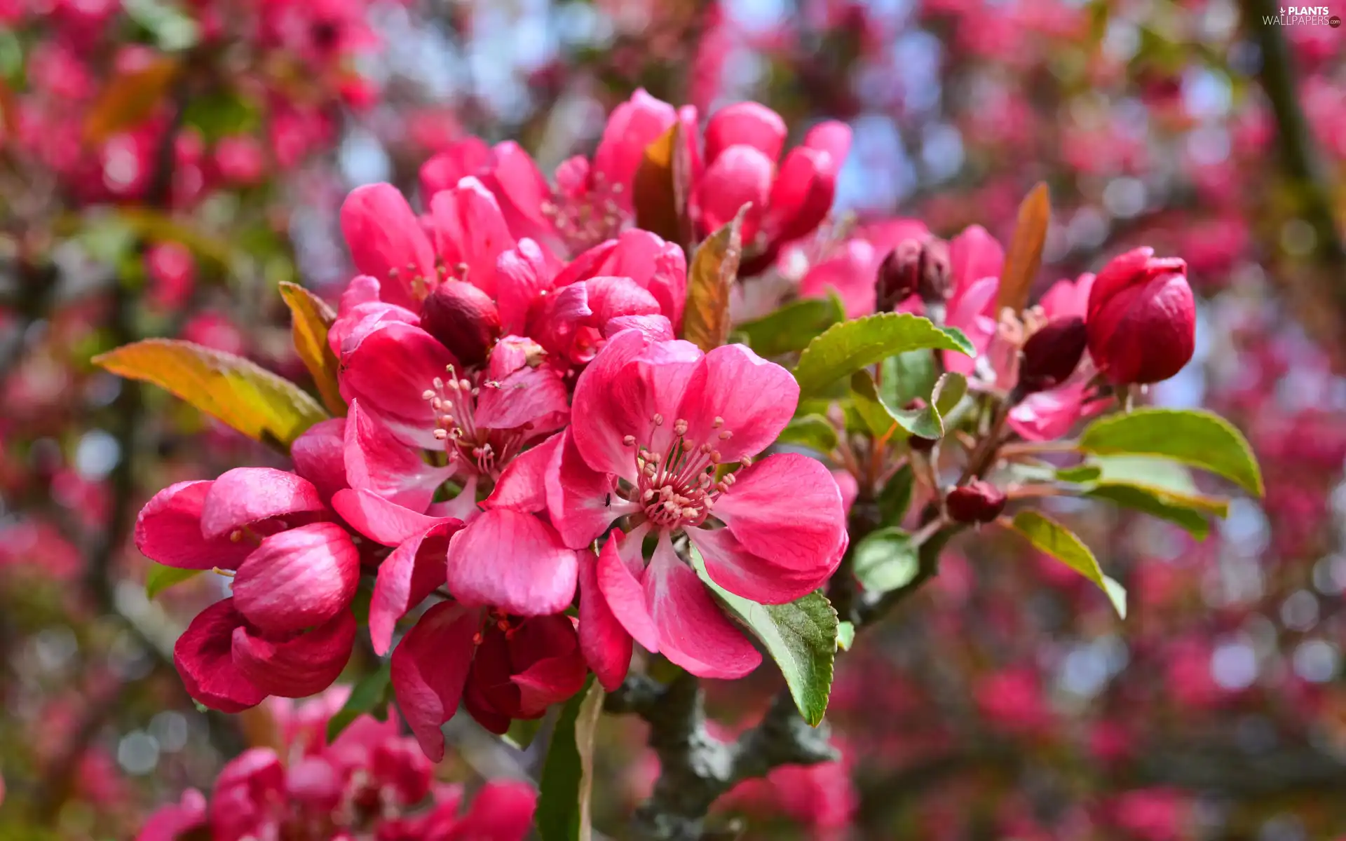 Buds, Fruit Tree, Pink, Flowers, rapprochement