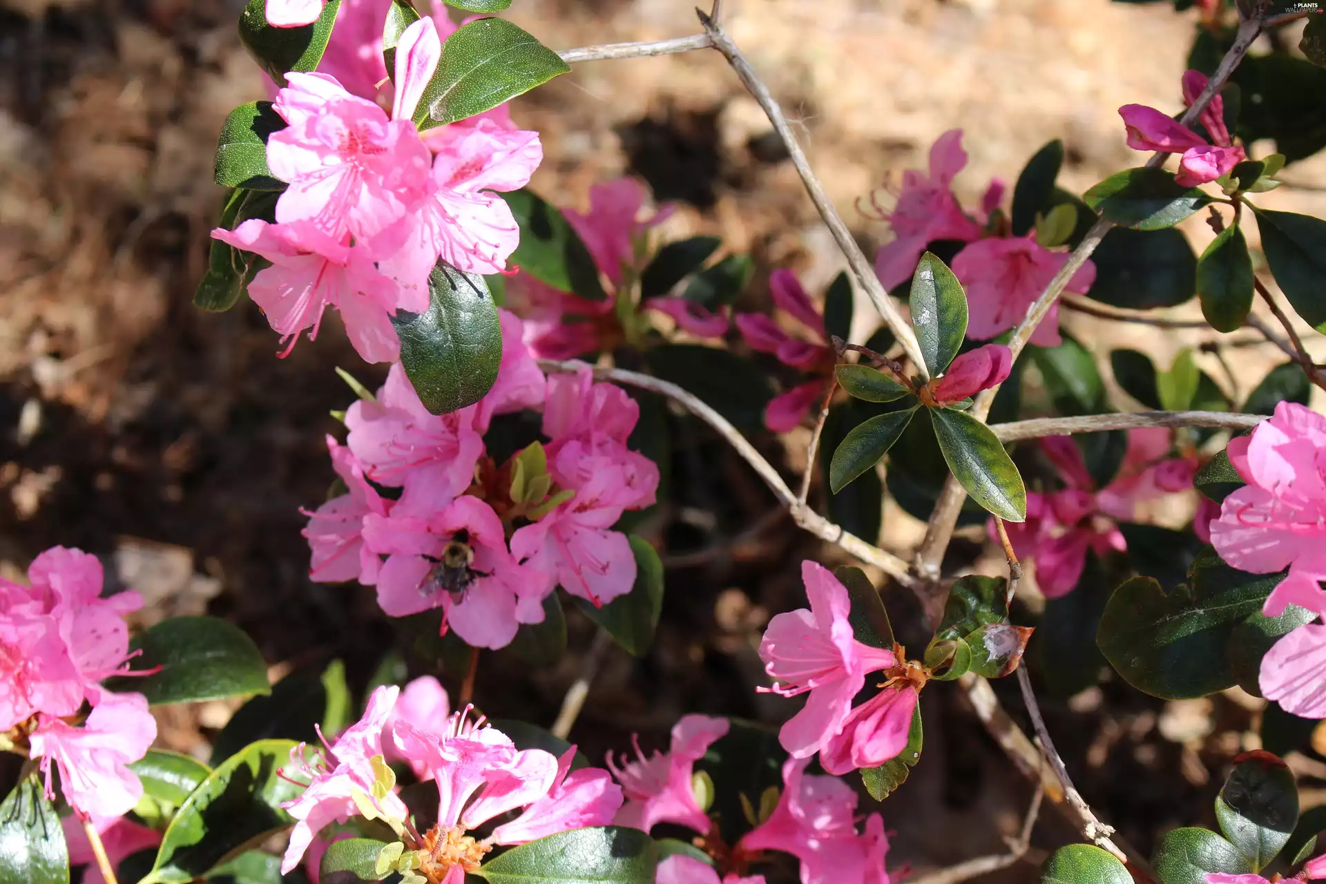 Pink, azalea, rhododendron