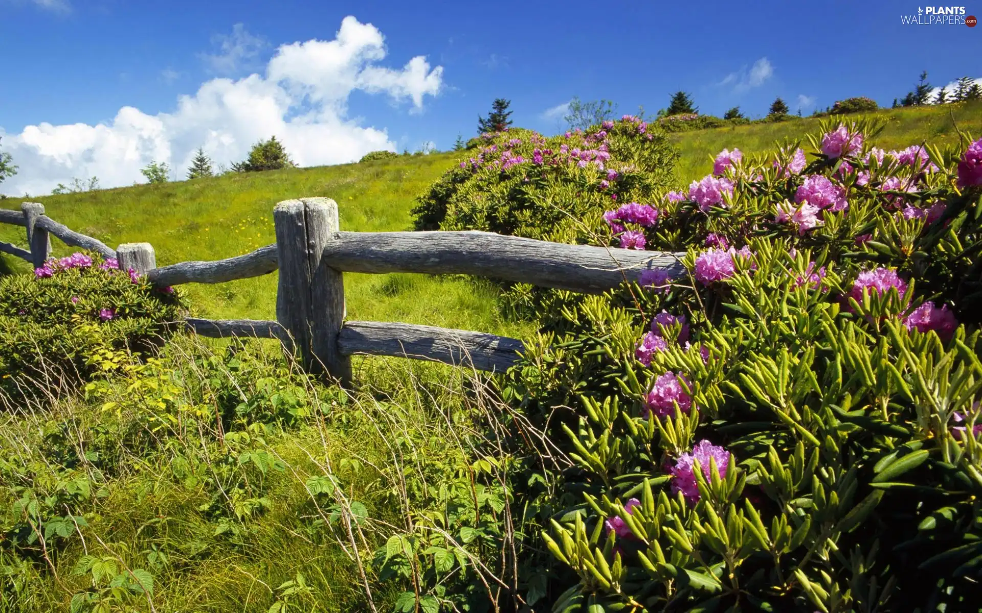 Hurdle, Spring, pink, rhododendrons, Bush, Meadow