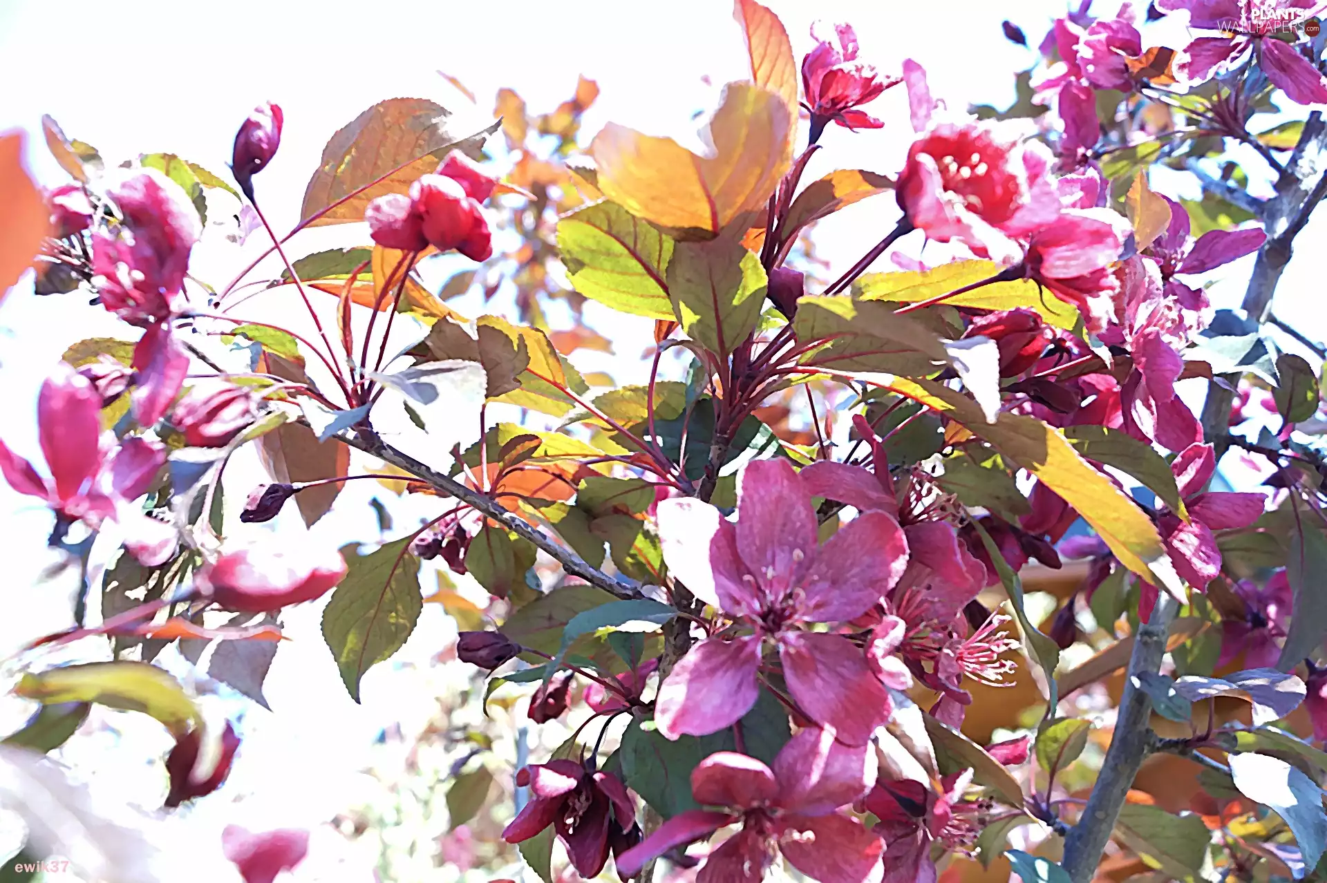 sapling, Flowers, effects, Pink