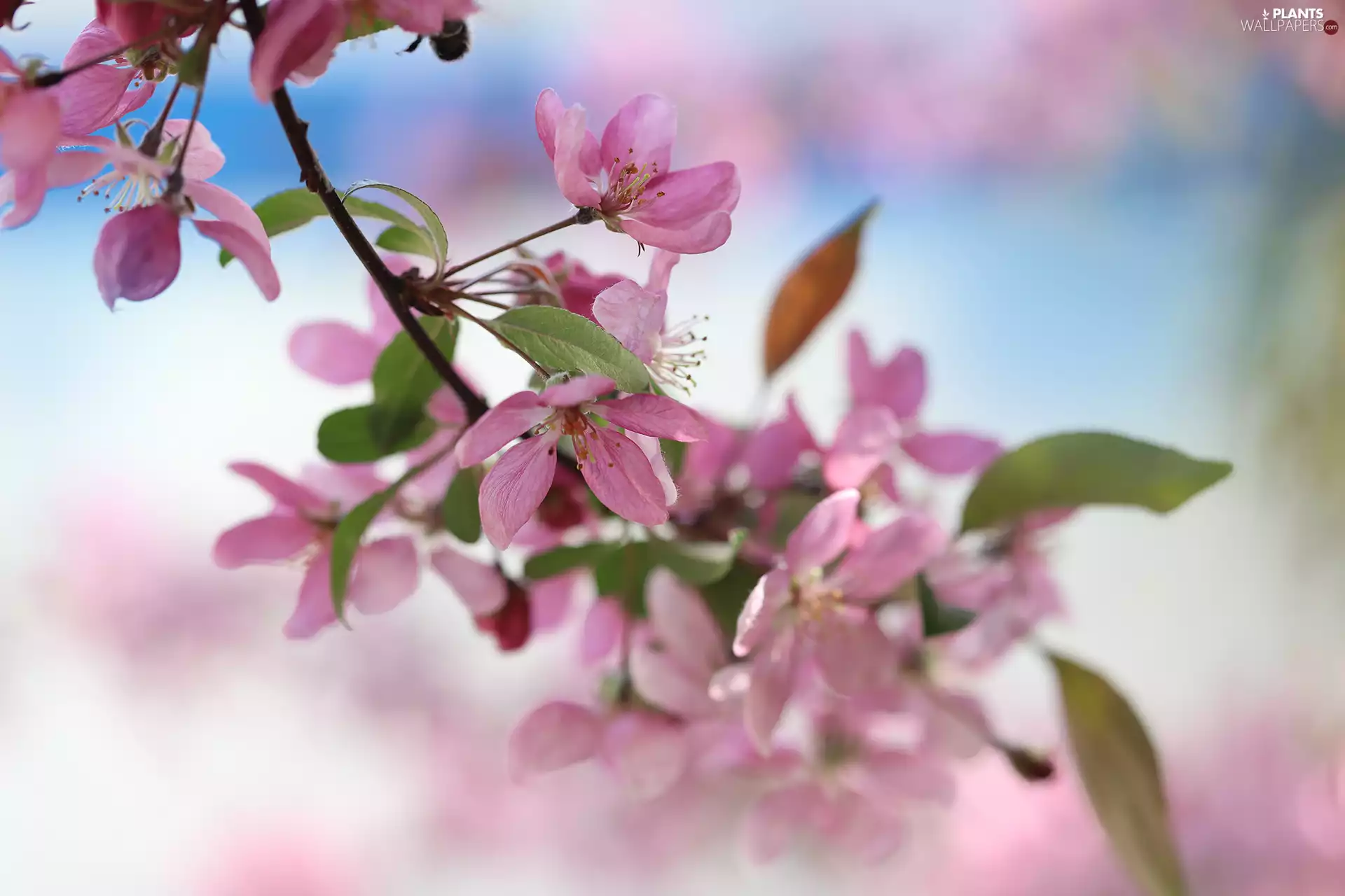 Paradise Apple tree, Pink, Flowers, Fruit Tree