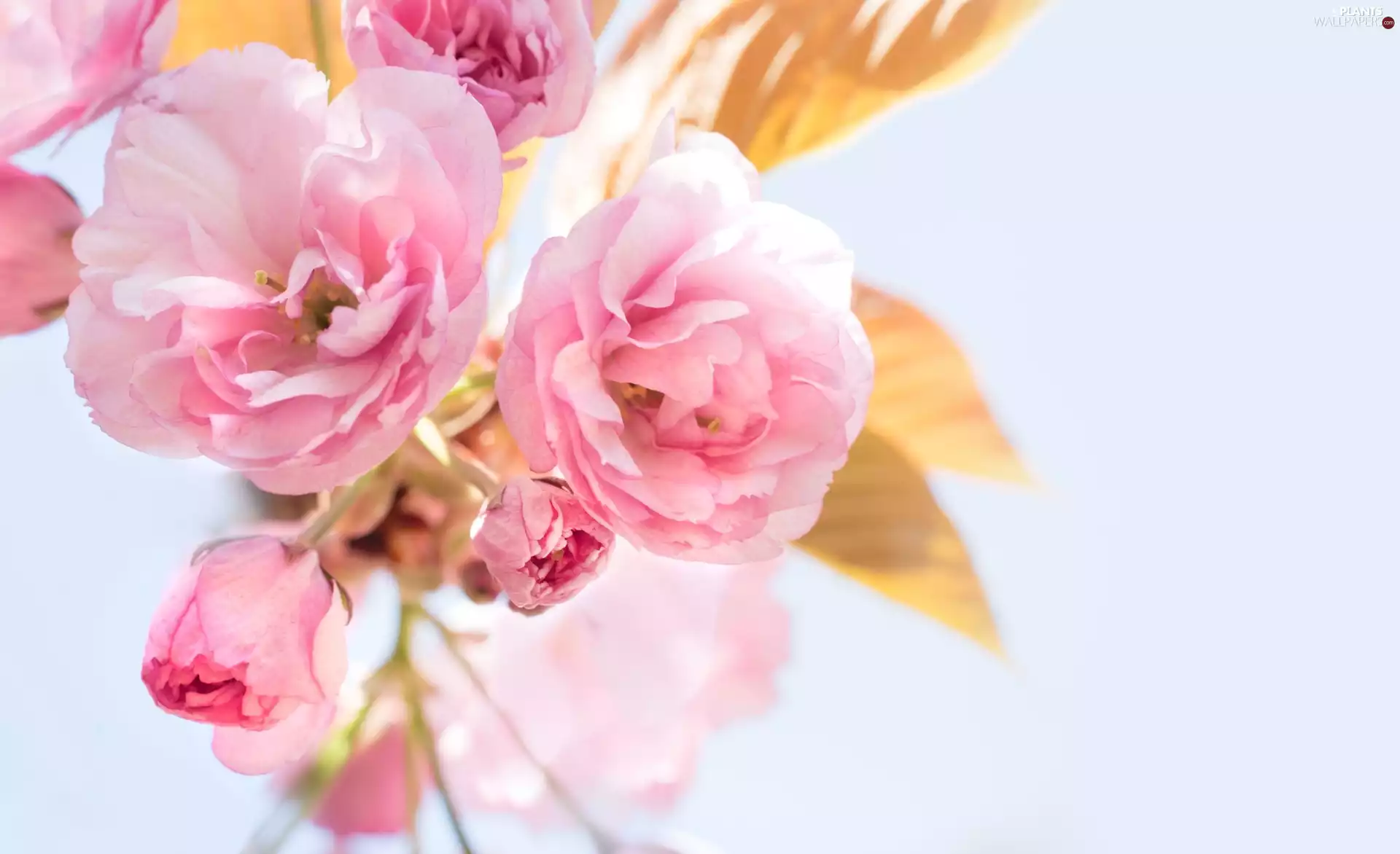 Flowers, twig, cherry, Pink, Fruit Tree