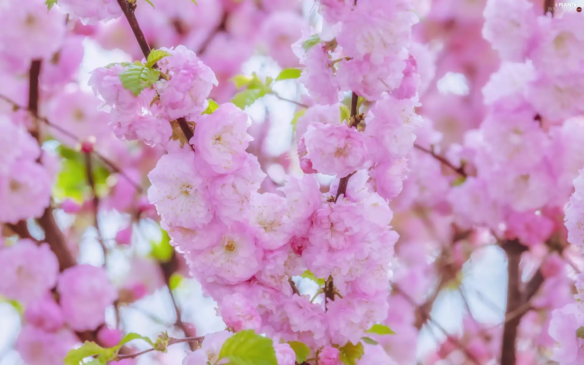 Flowers, Twigs, cherry, Pink, Fruit Tree