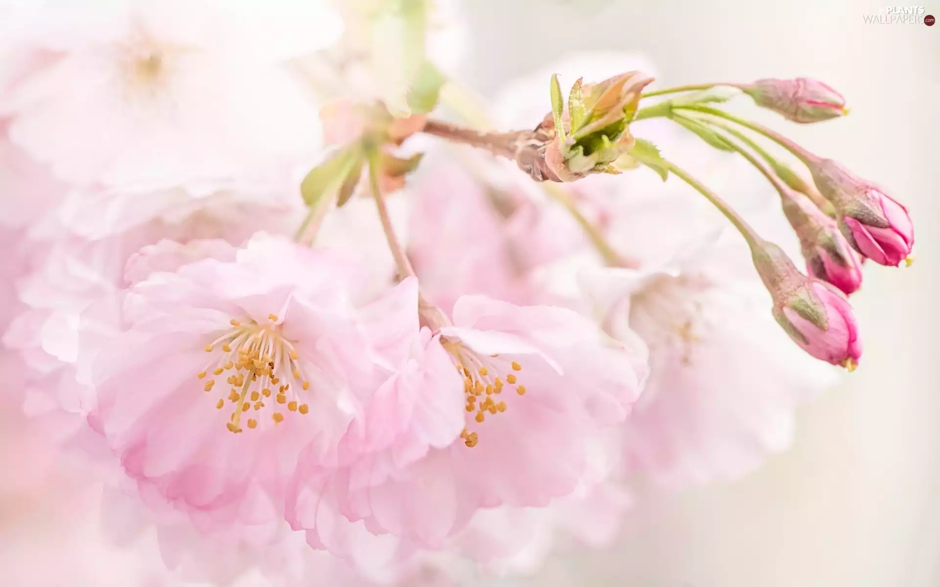 Buds, blur, Flowers, Pink, Fruit Tree