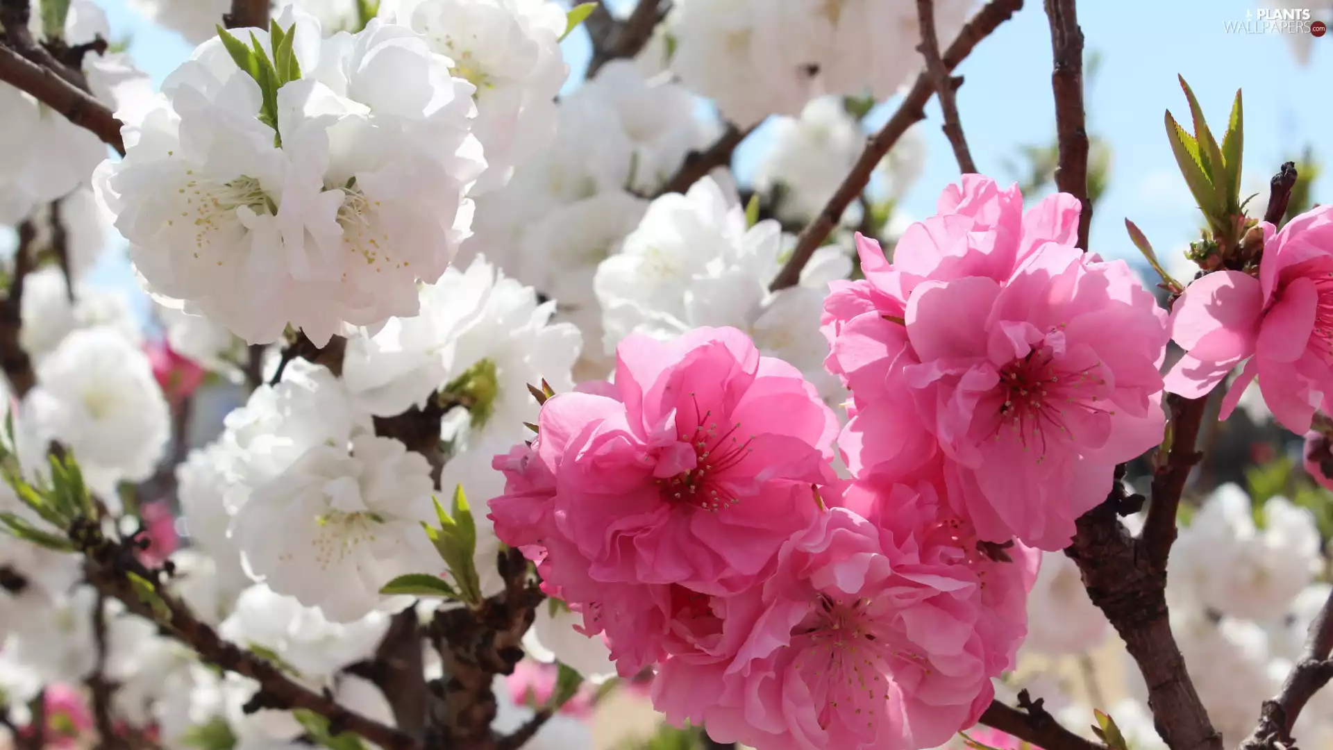 Flowers, Fruit Tree, Pink, White, branch pics