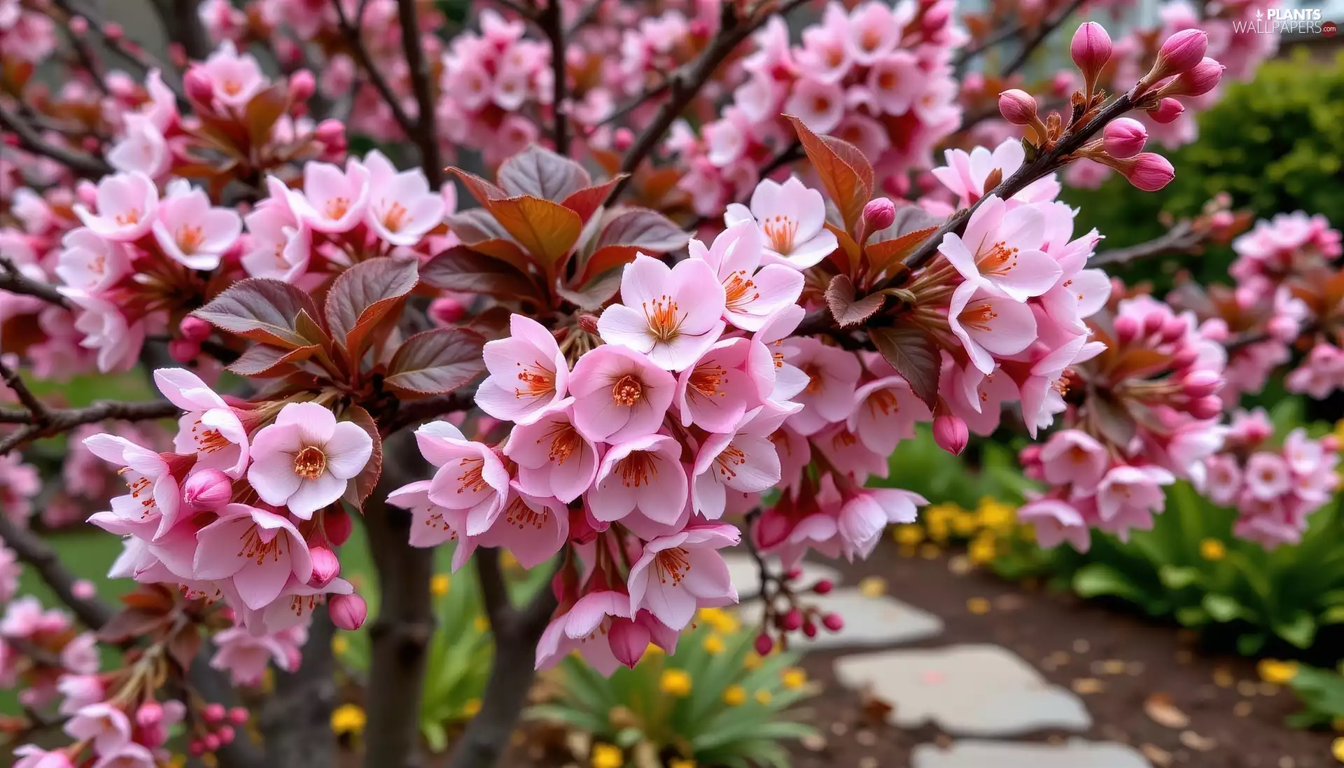 Flowers, leaves, Twigs, Pink, Fruit Tree
