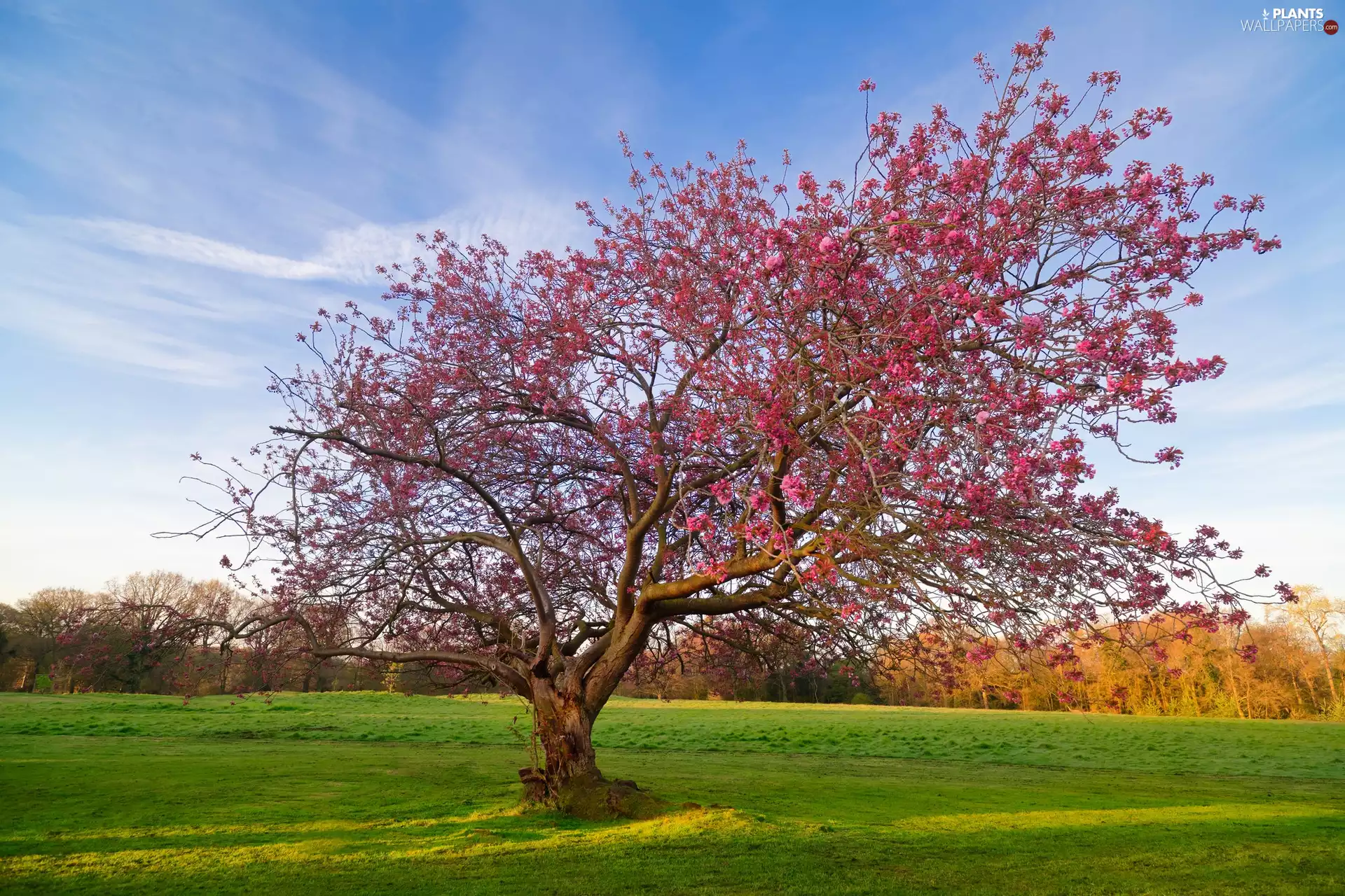 trees, Flowers, Spring, Pink
