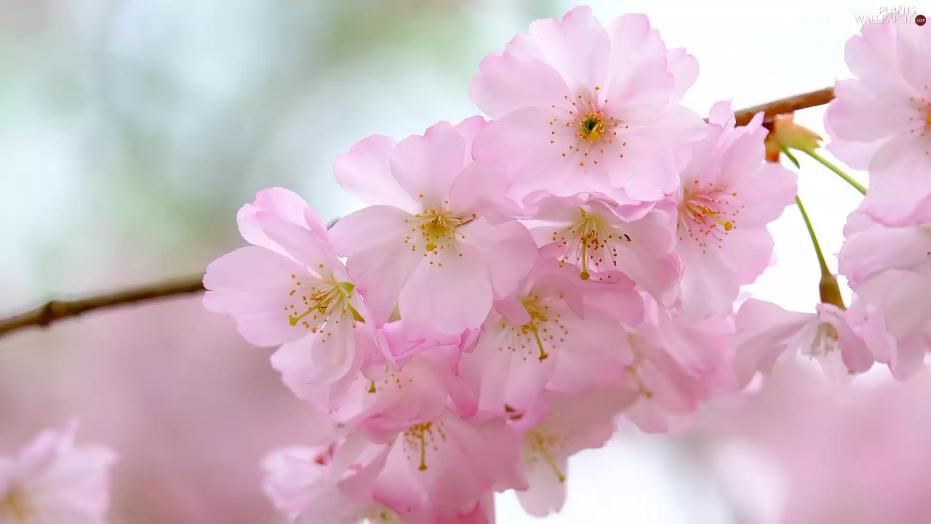 Fruit Tree, cherry, Pink, Flowers, twig