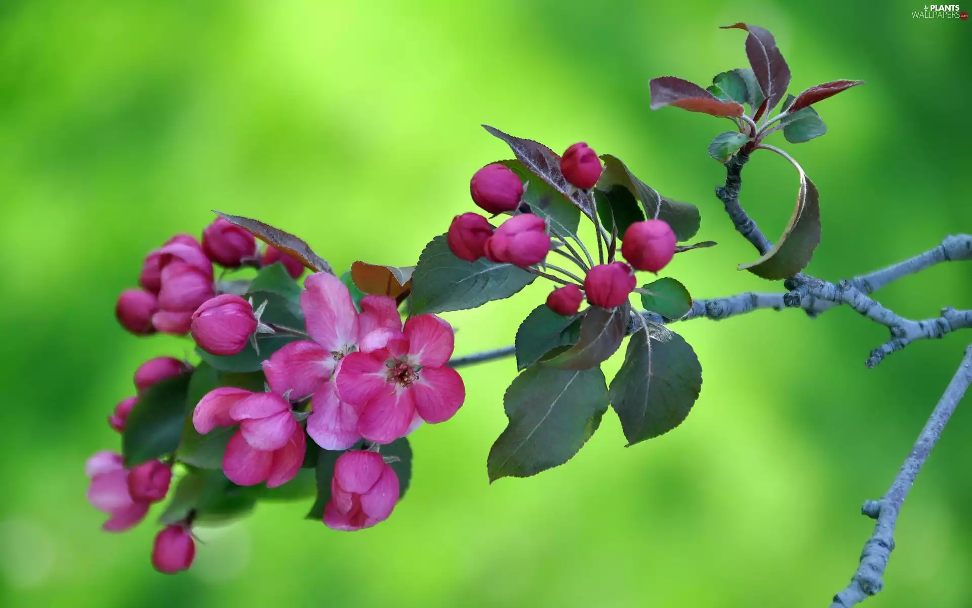 twig, Flowers, leaves, Pink