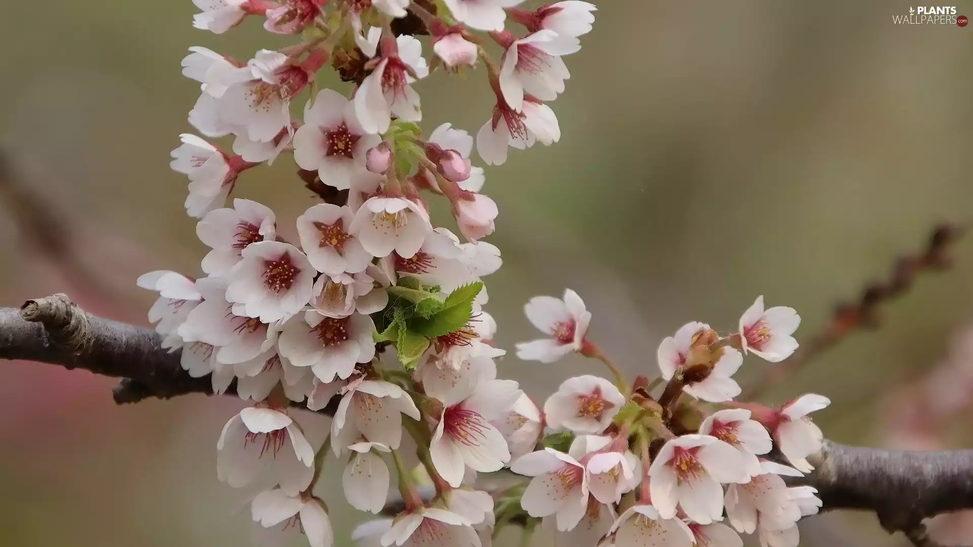 Fruit Tree, Light pink, Flowers, twig