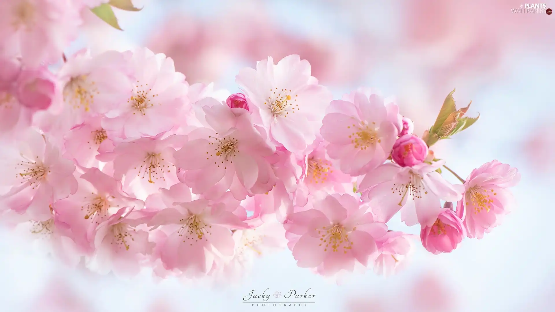 cherry, Fruit Tree, Pink, Flowers, twig