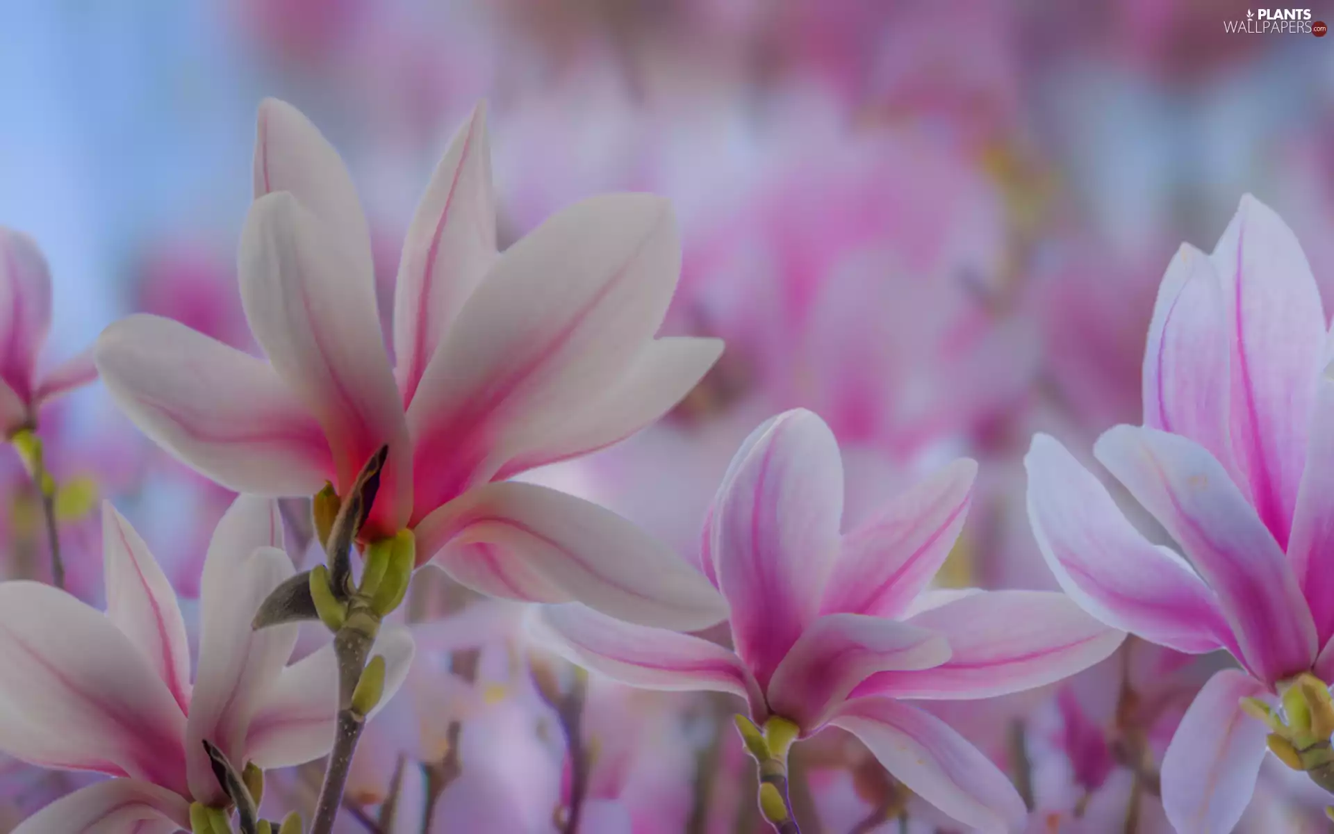 Magnolia, white and pink, Flowers, Twigs