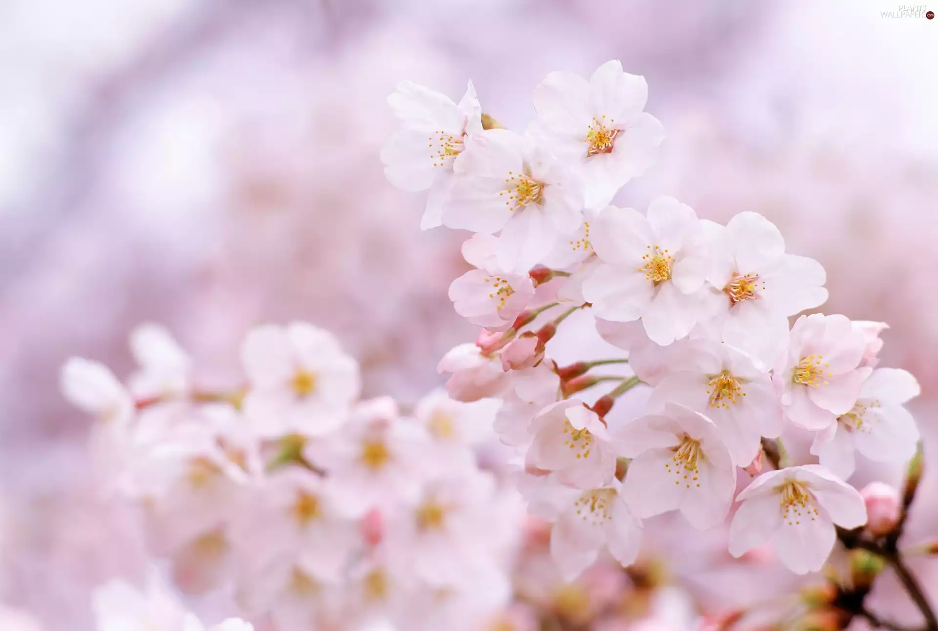 Fruit Tree, cherry, Pink, Flowers, Twigs