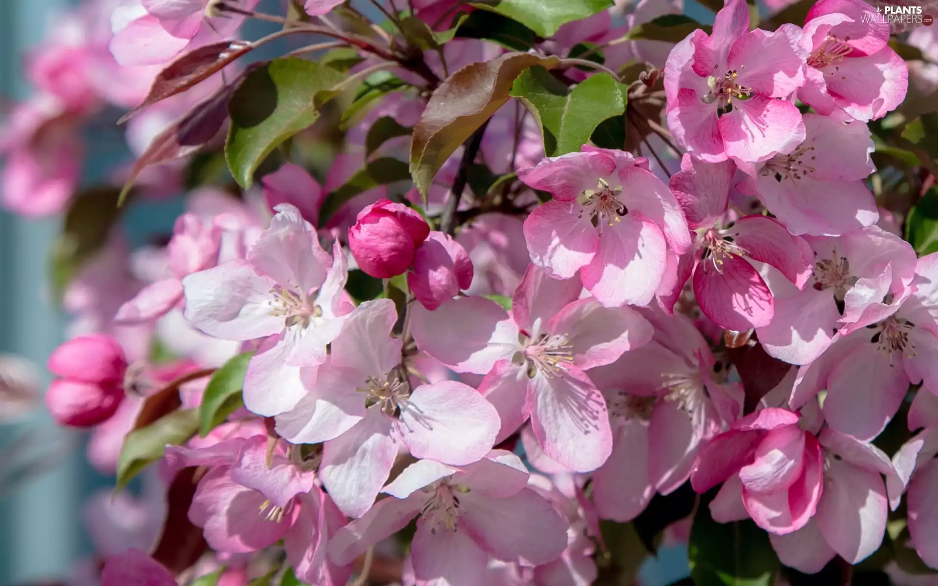 Flowers, Leaf, Twigs, Pink-White, Fruit Tree