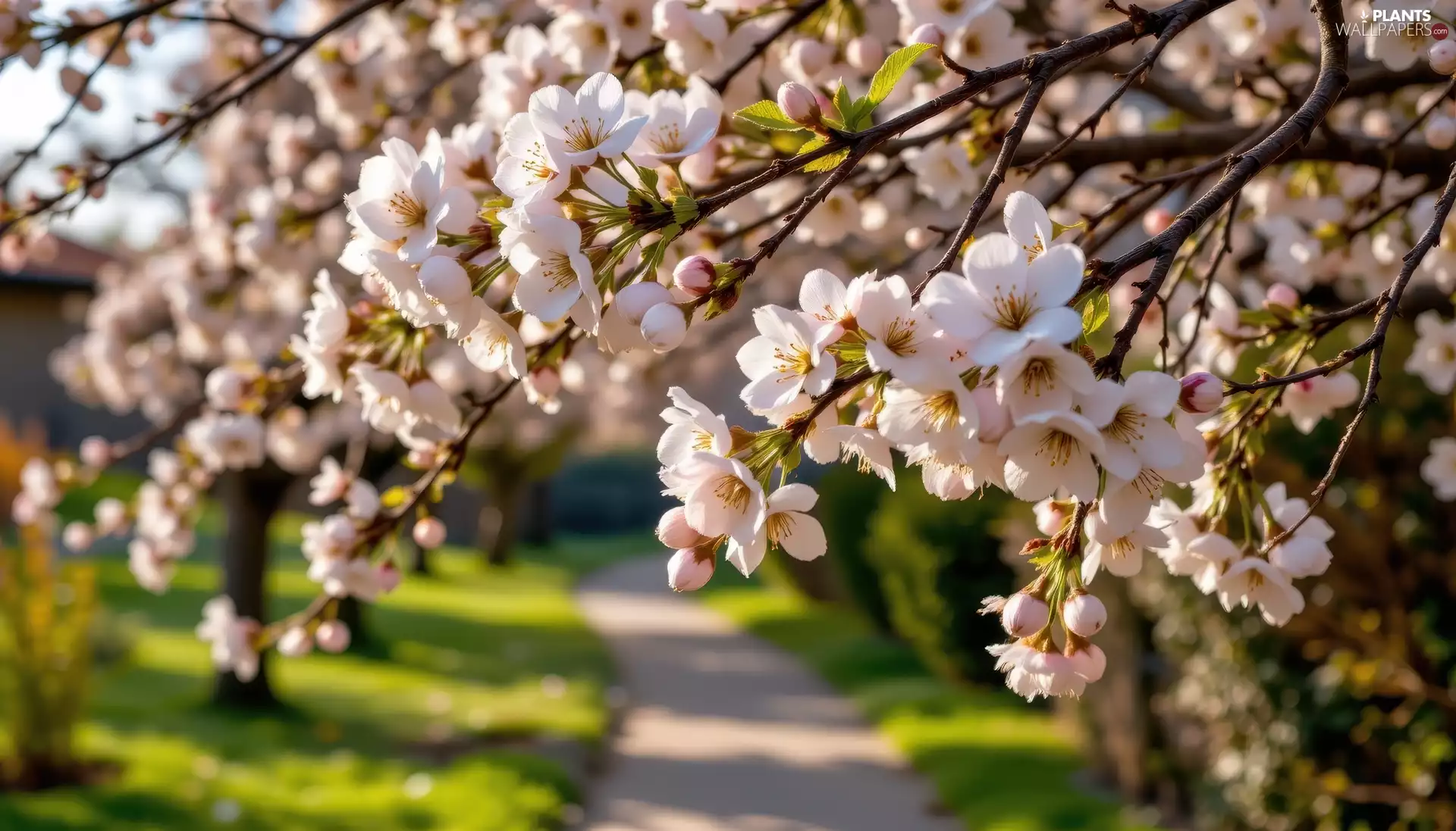 Fruit Tree, Light pink, Flowers, Twigs