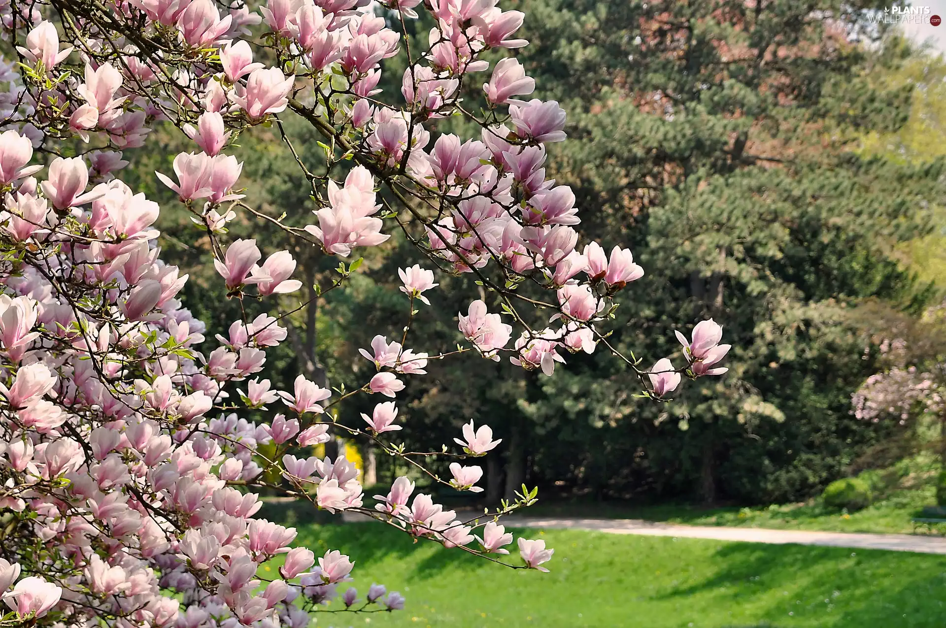 Twigs, Flowers, Magnolia, Pink