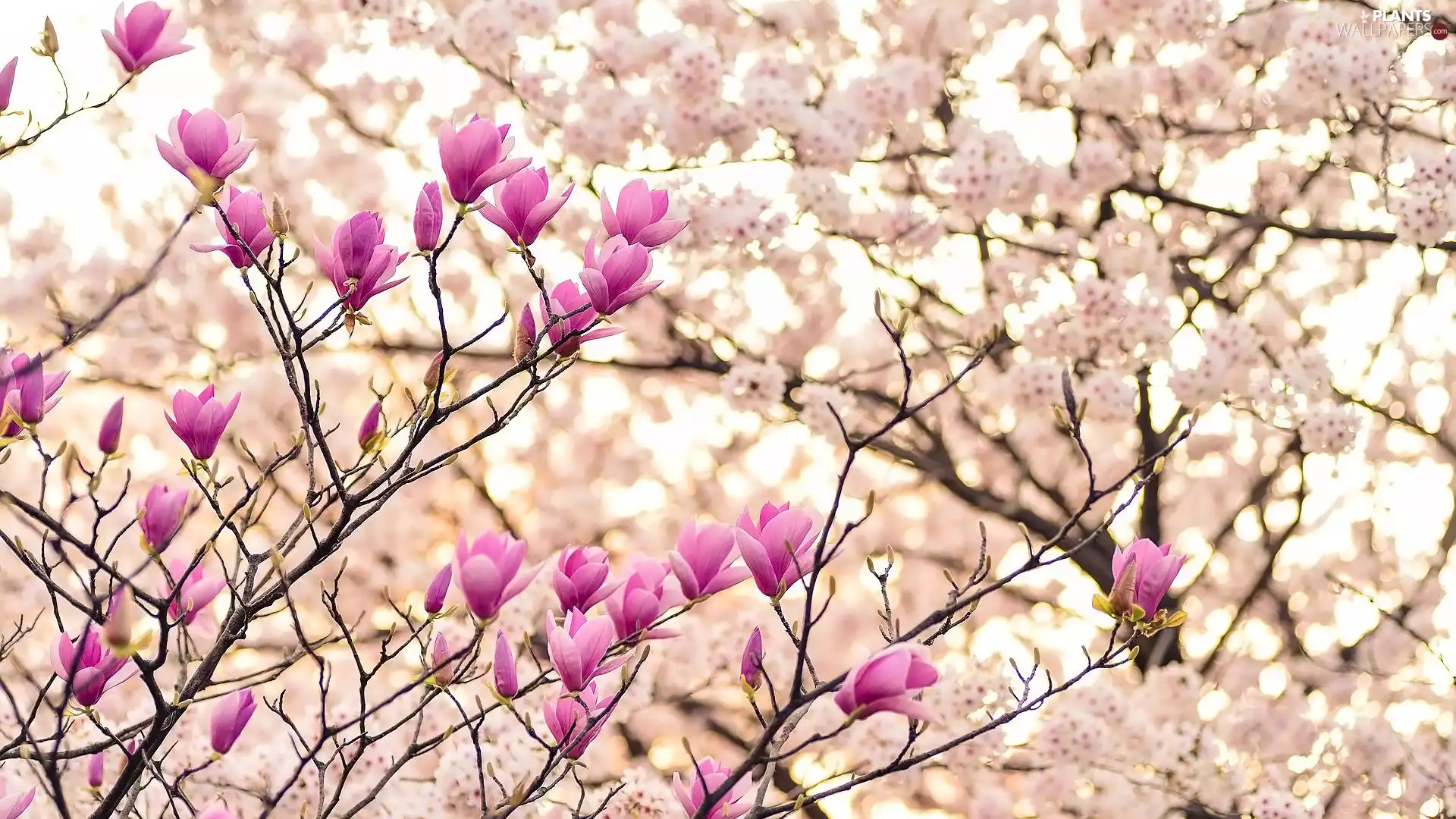 Twigs, Flowers, Magnolias, Pink