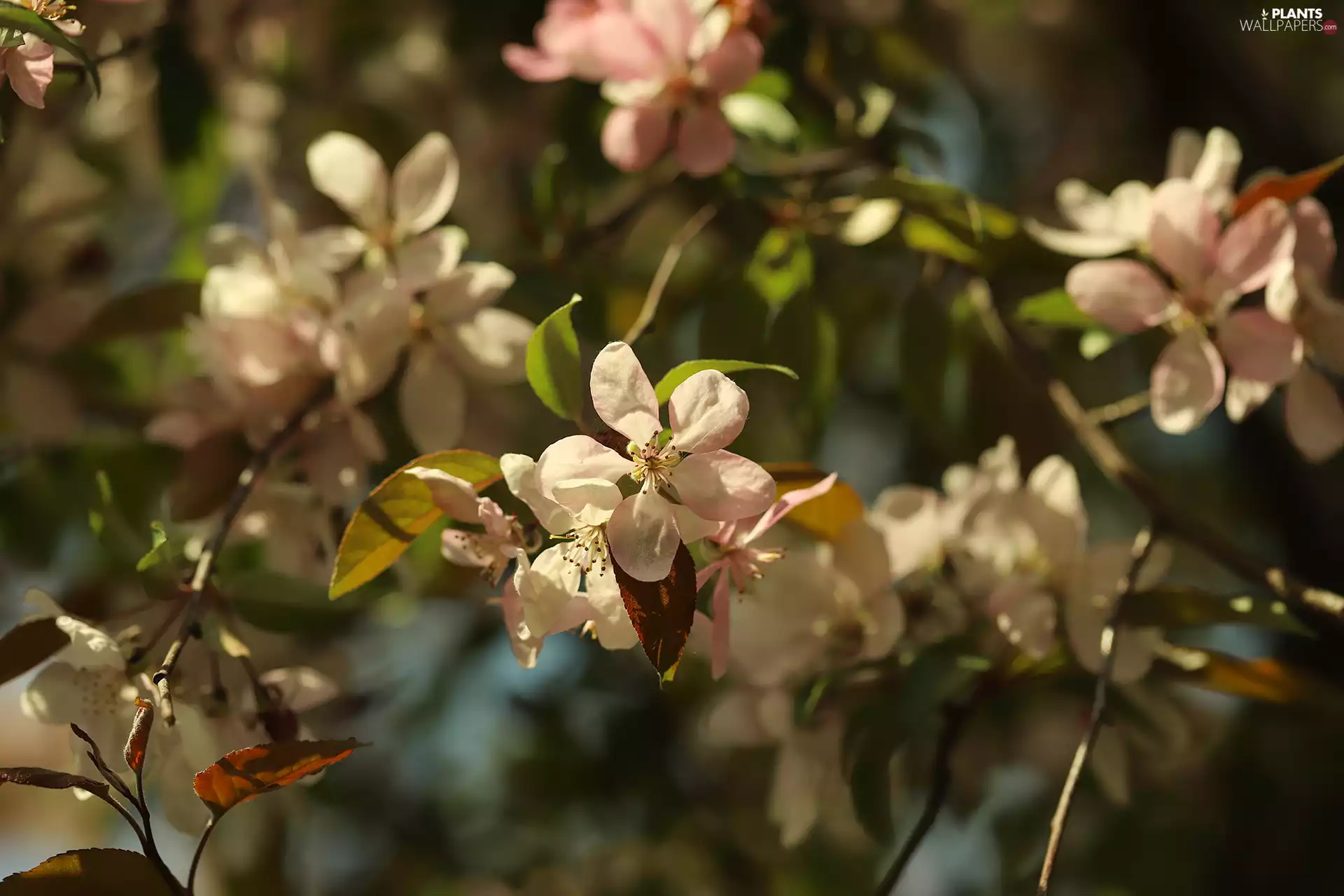 leaves, Fruit Tree, Pink, Flowers, Twigs