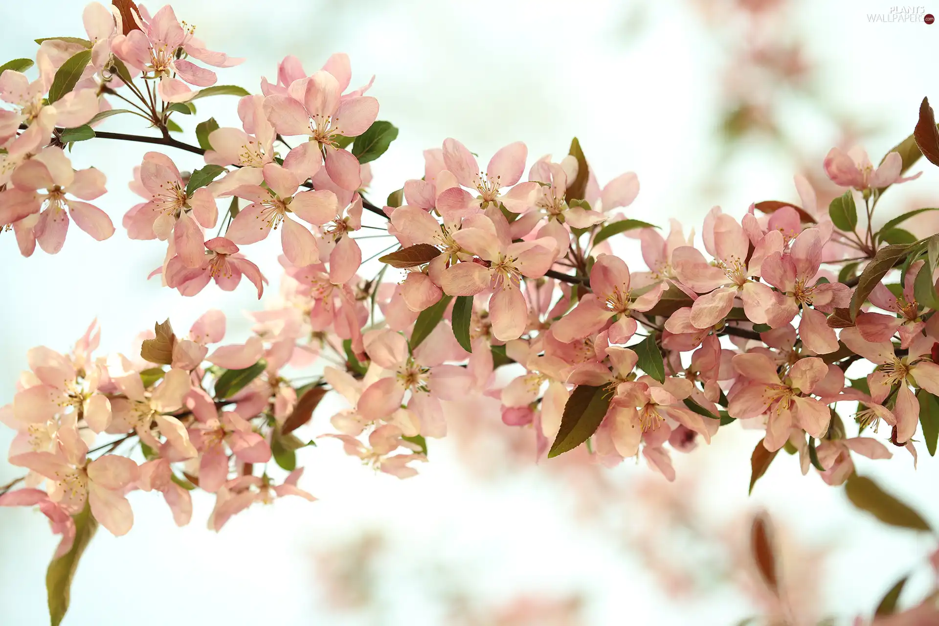 Fruit Tree, Twigs, Flowers, Paradise Apple tree, Pink