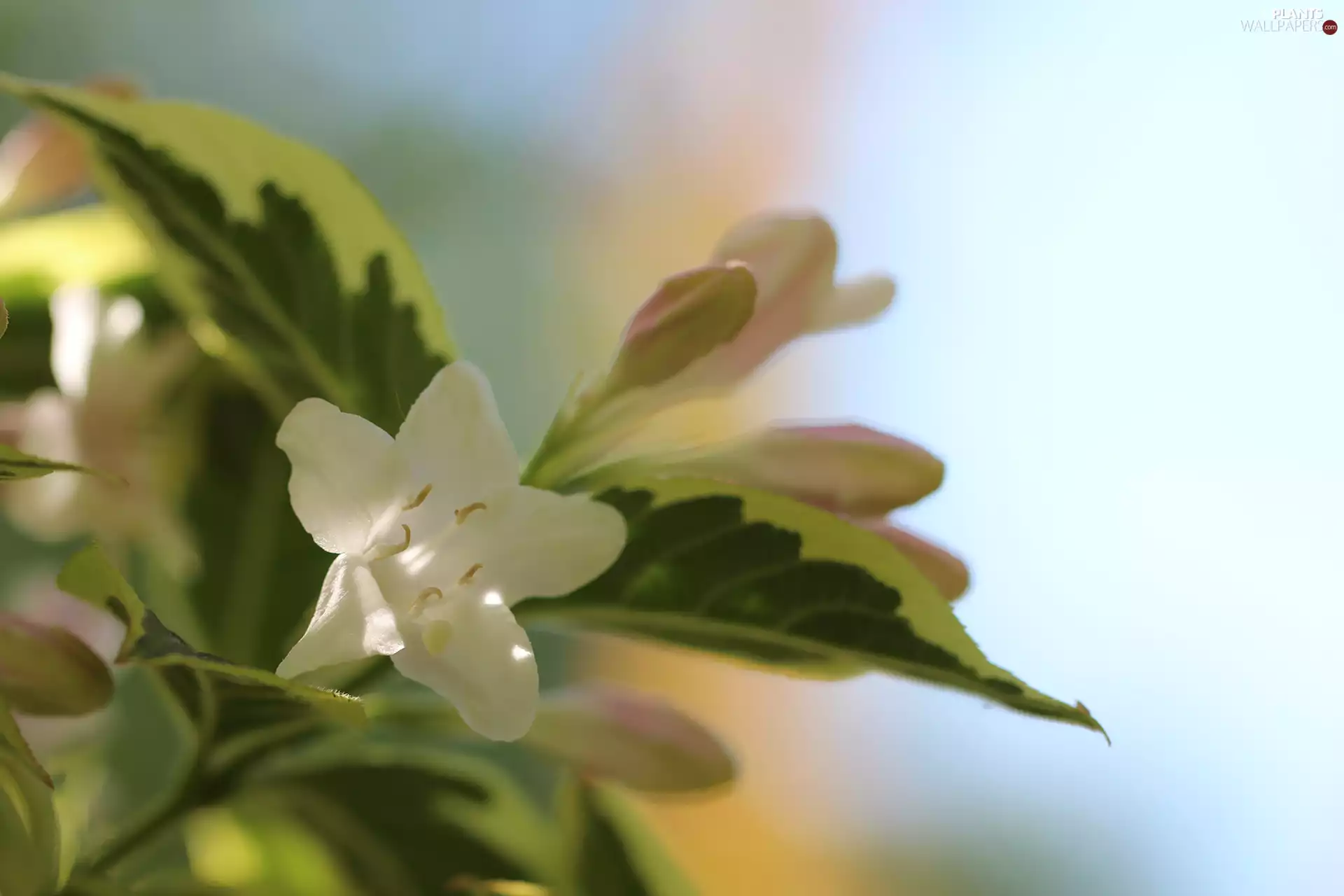 Weigela, Flowers, Bush, Pink