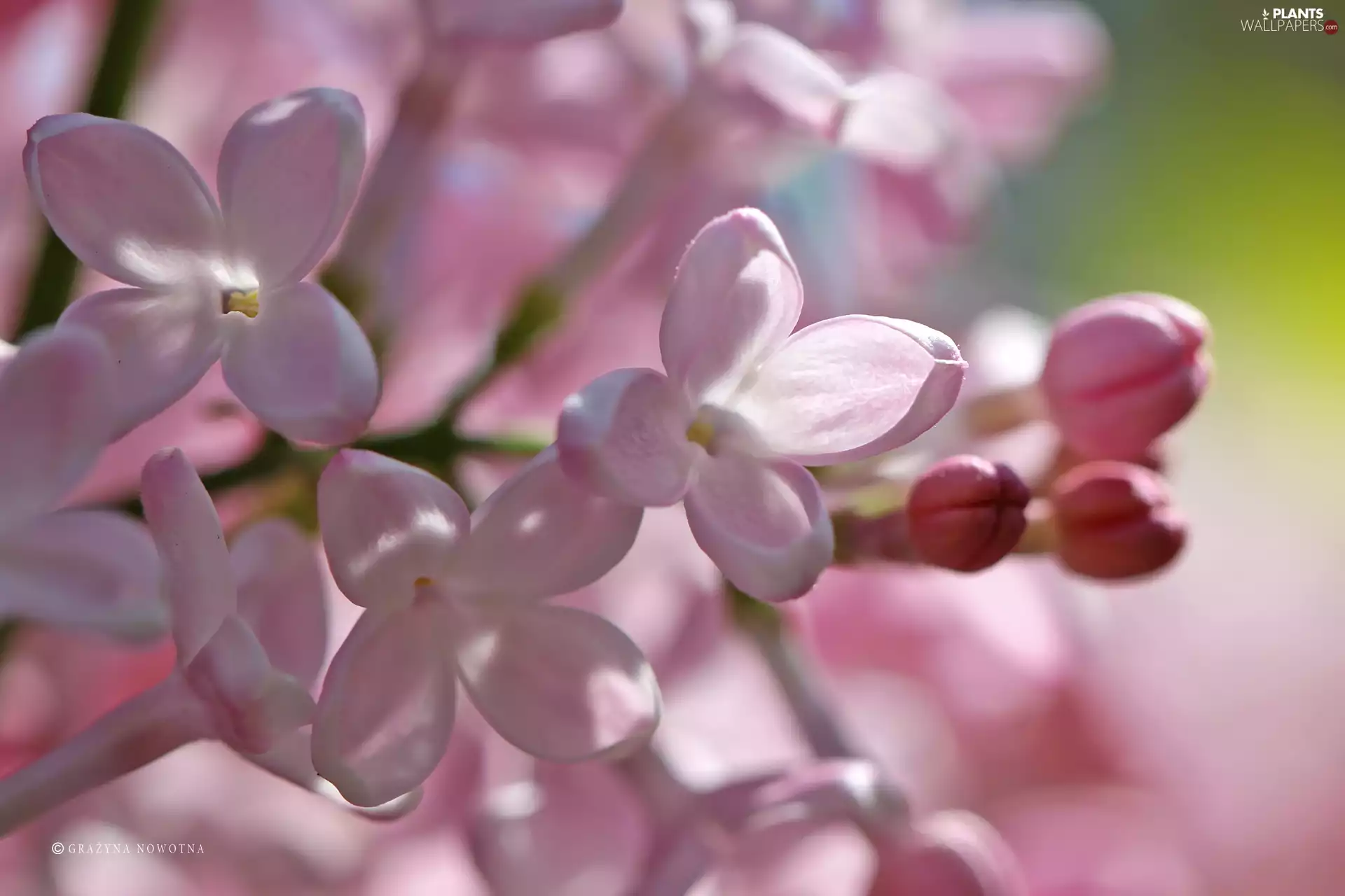 without, Flowers, Bush, Pink