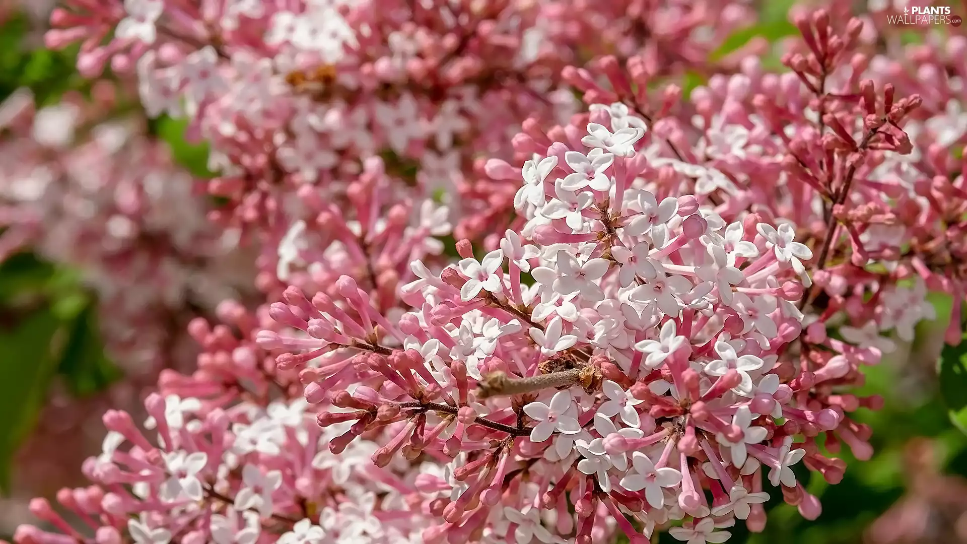 without, Flowers, White-Pink