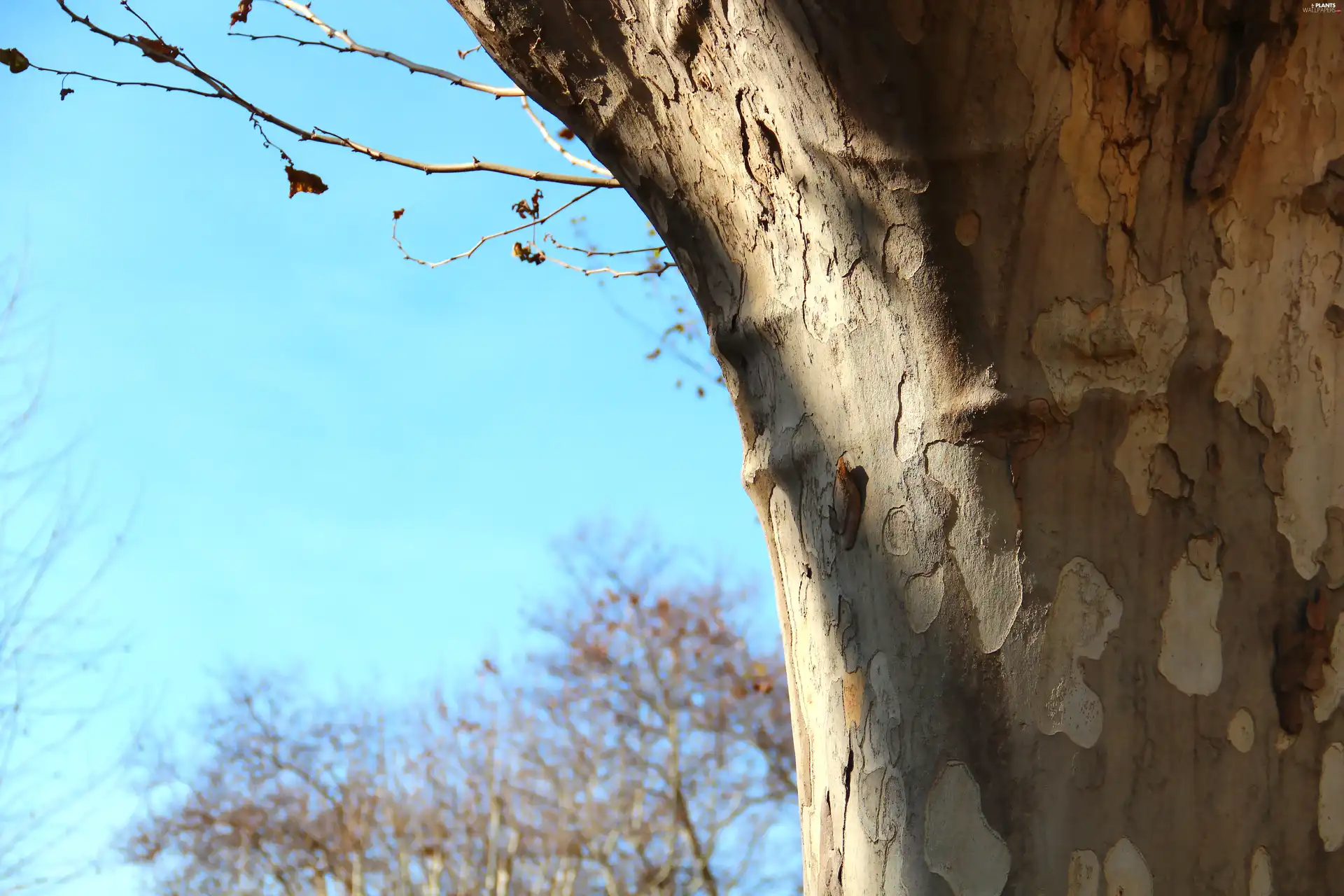 plane-tree, cork