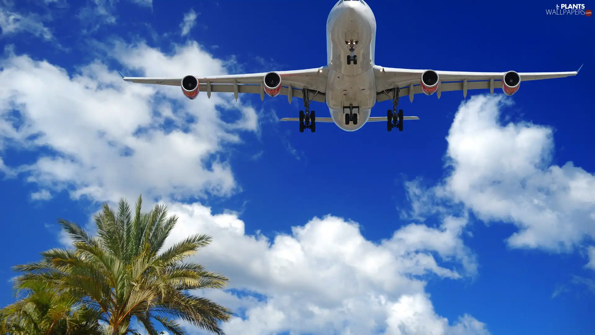 Palm, flying, plane, Sky