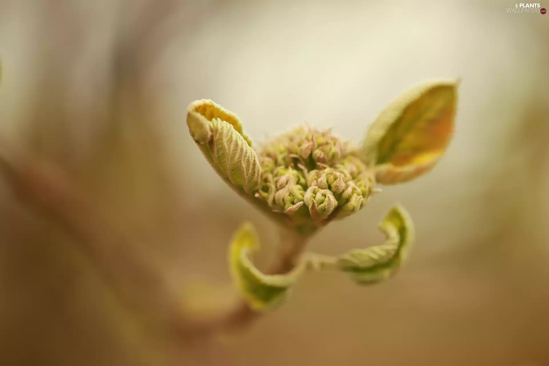 plant, Leaf, bud