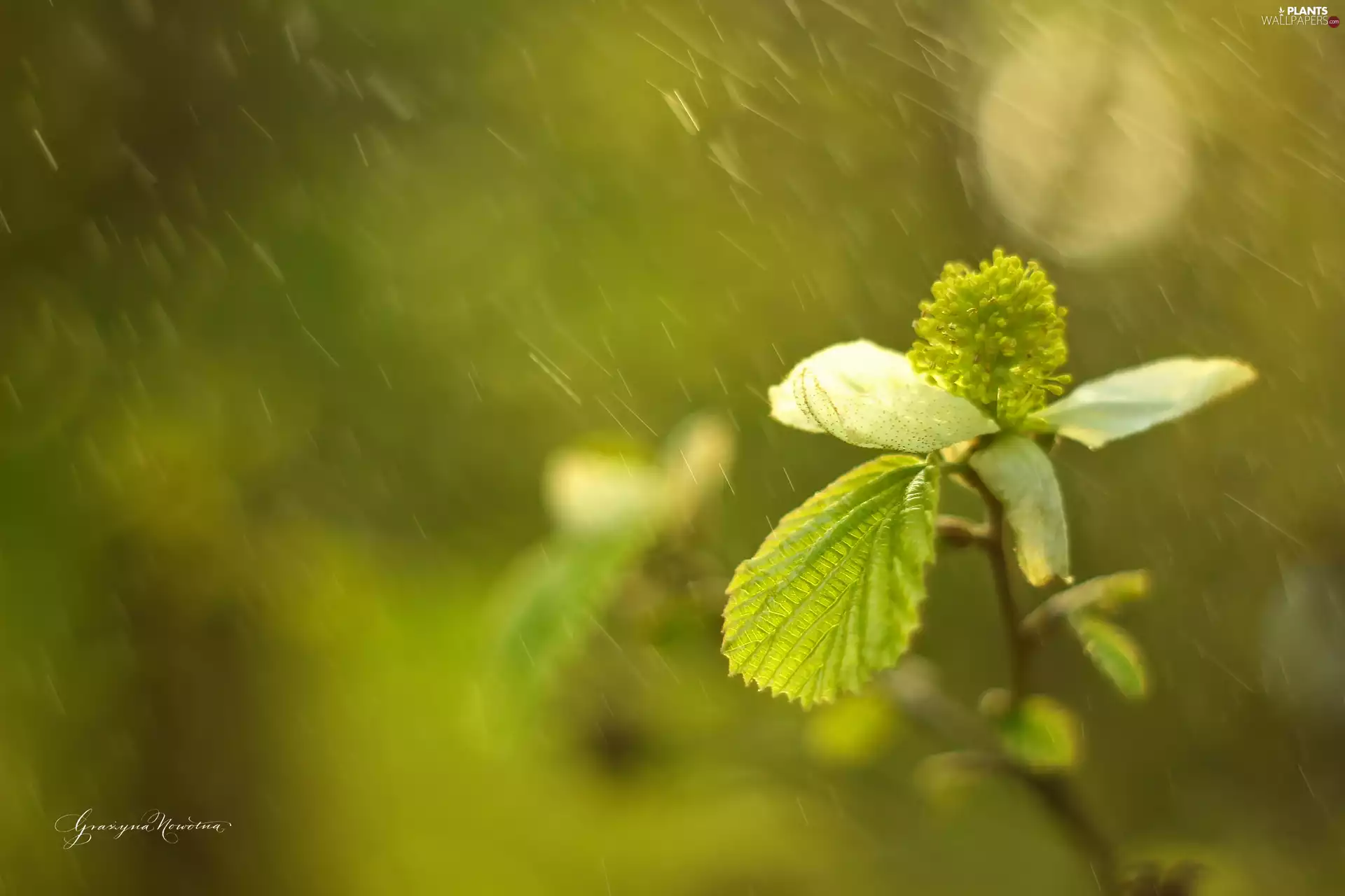 Bush, dog-wood, plant
