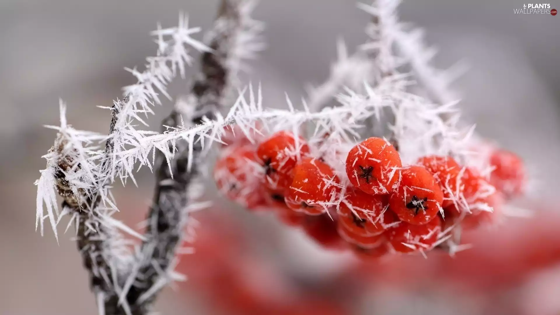 Plant, twig, frosted