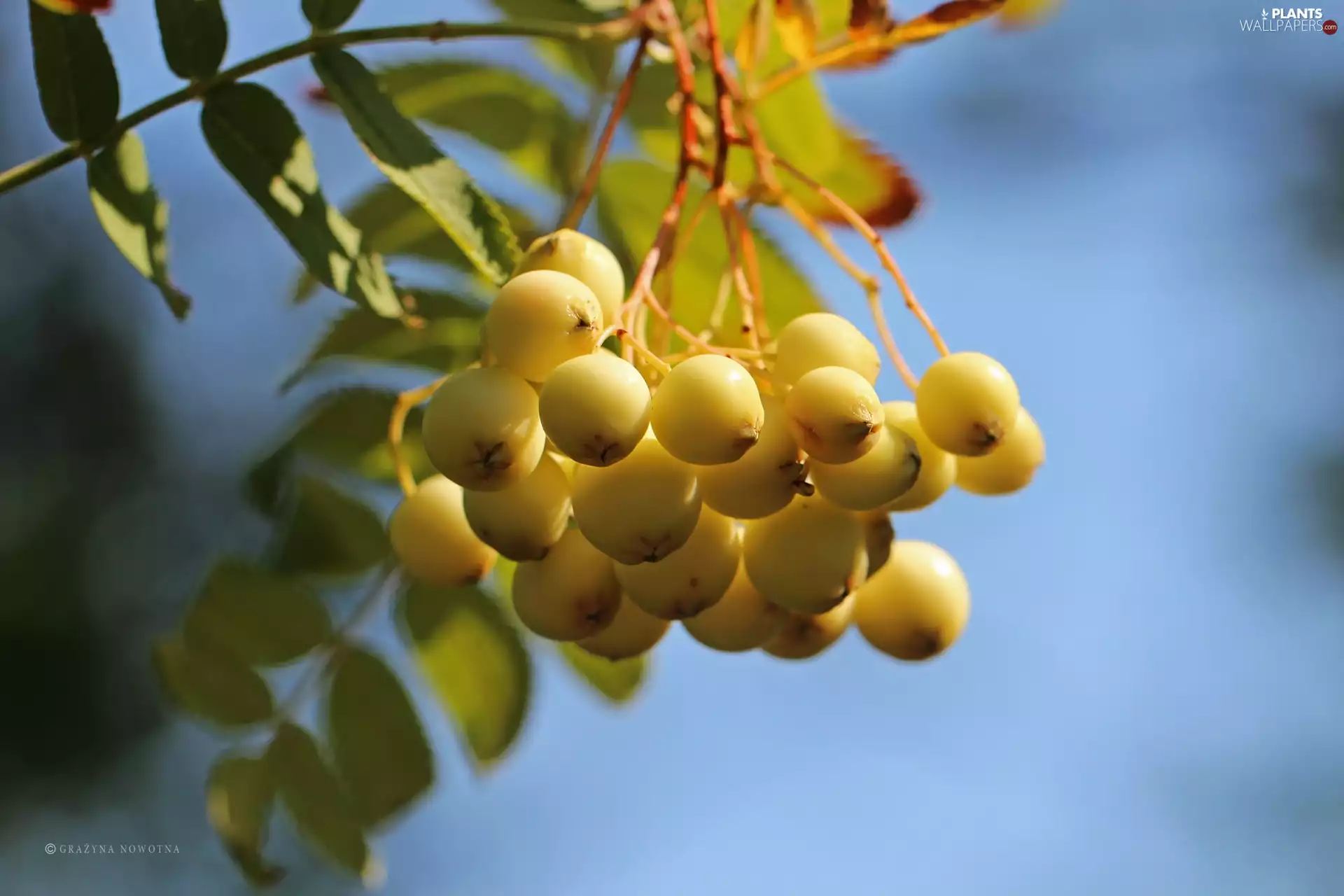 Fruits, Yellow Honda, Plant