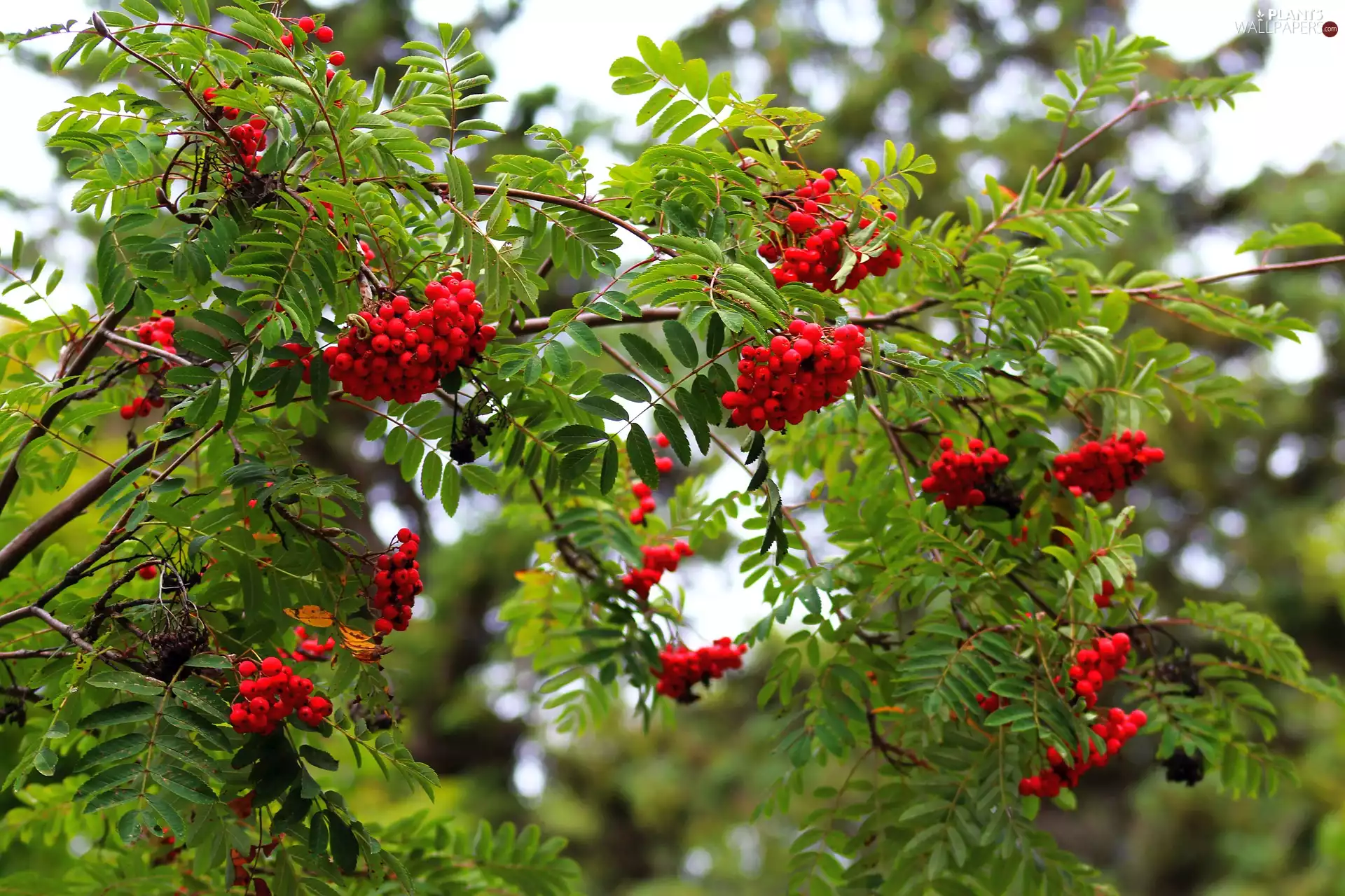 trees, Plant, Fruits, red hot