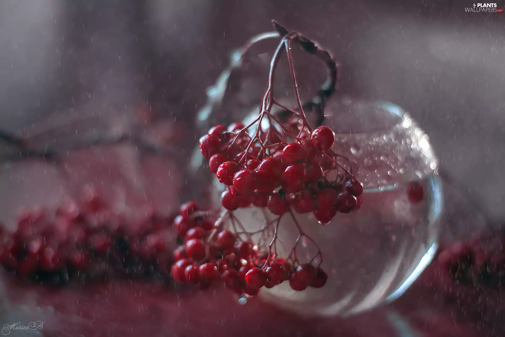 Fruits, glass, vase, Plant