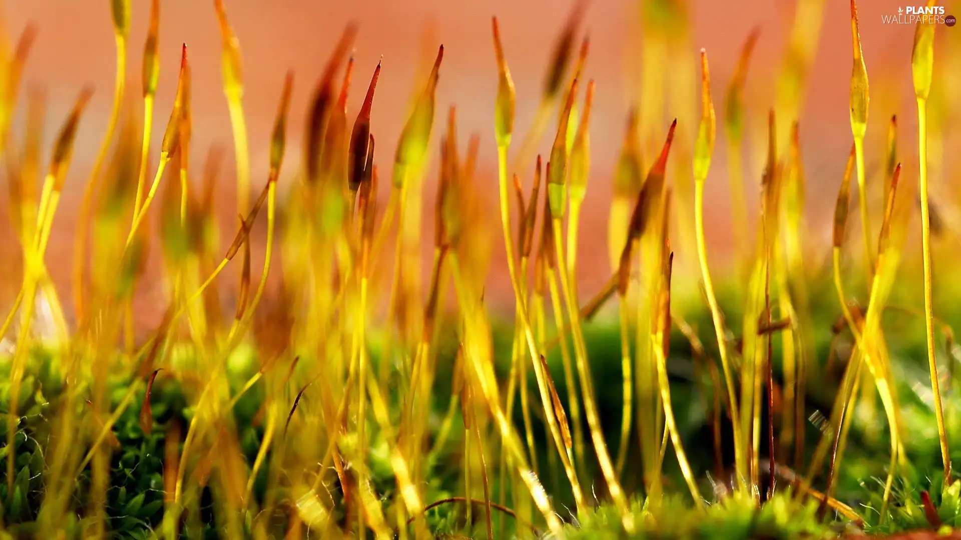 grass, Buds, Plant, Yellow
